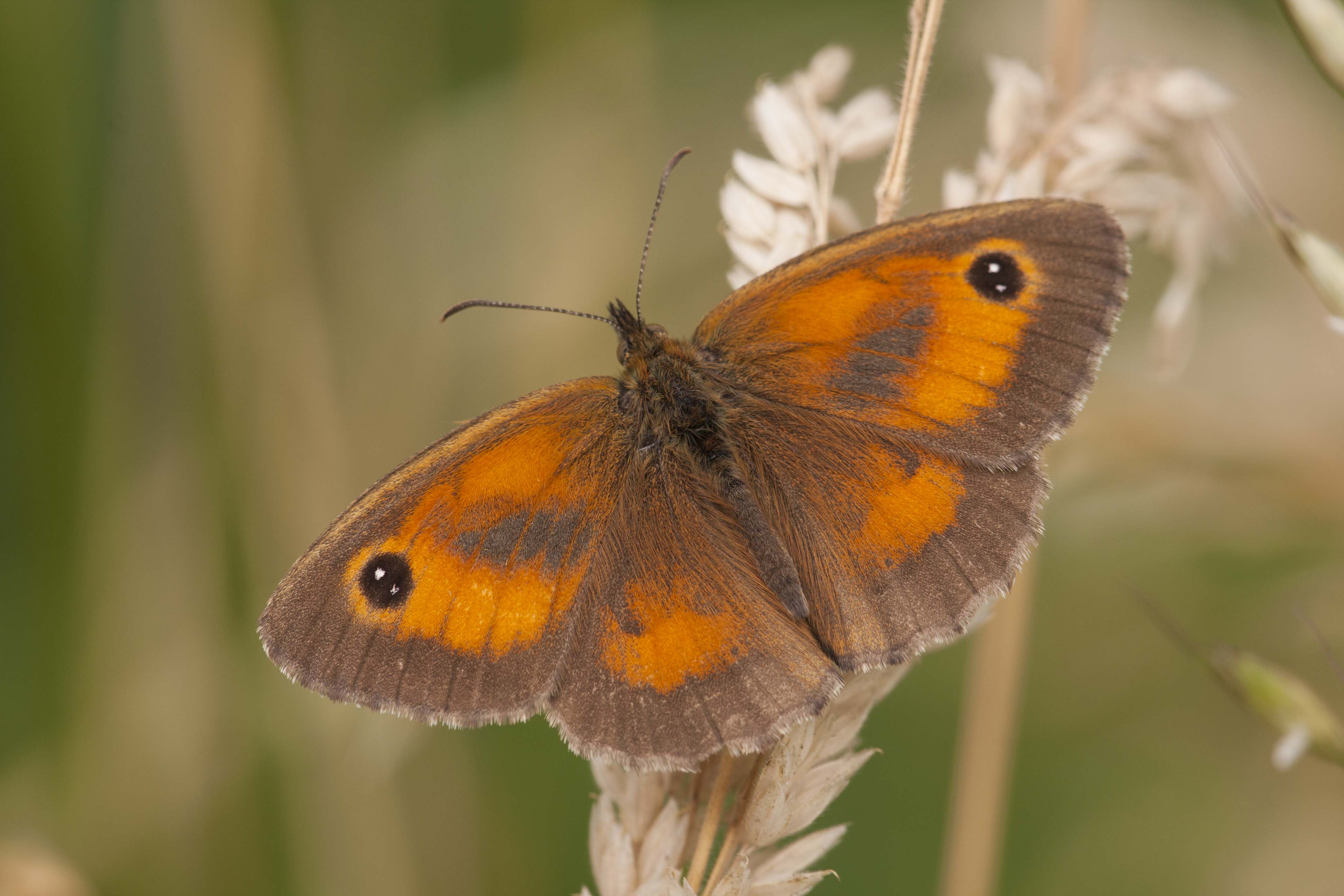 Oranje Zandoogje  - Pyronica tithonus