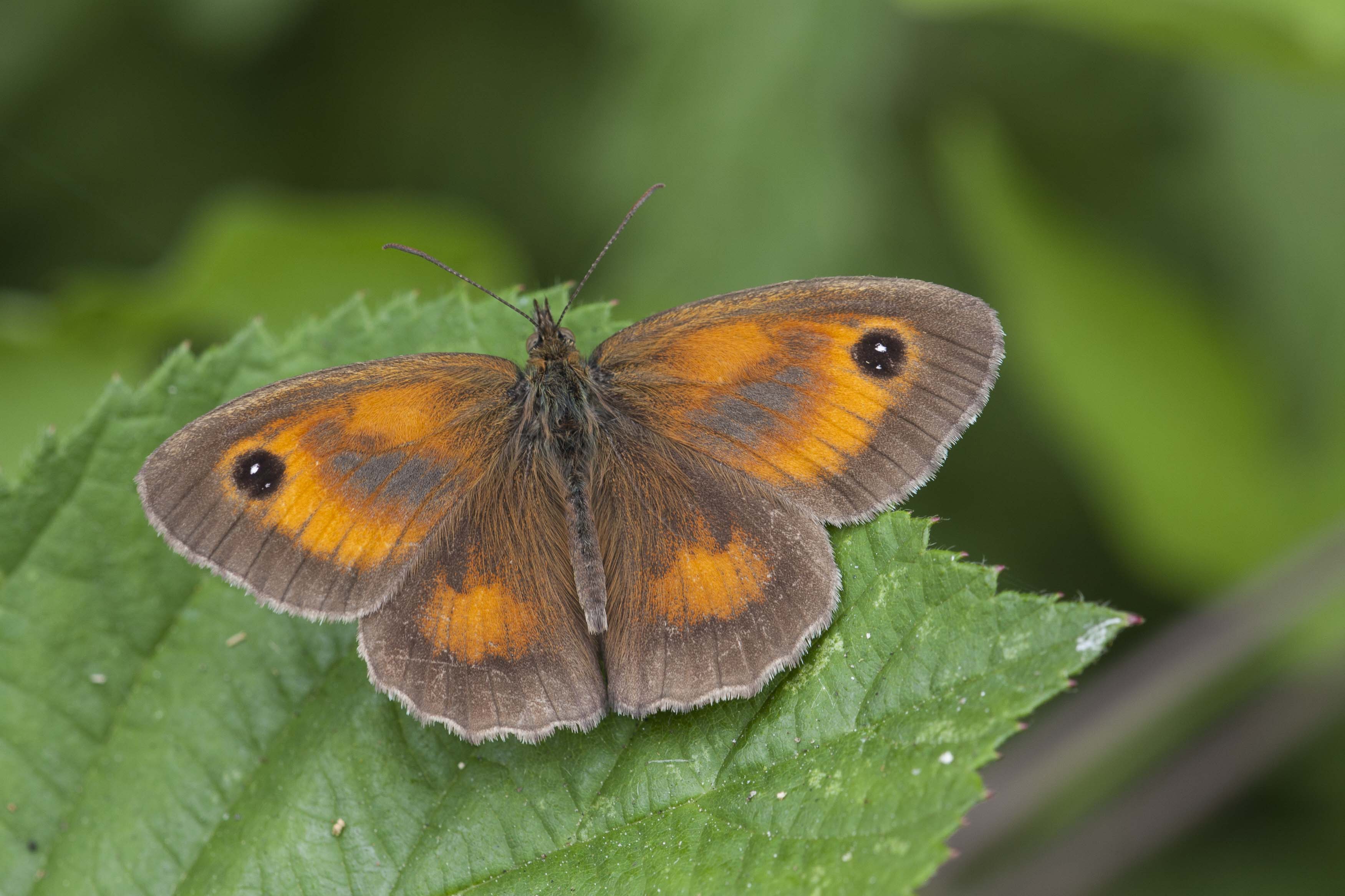 Oranje Zandoogje  - Pyronica tithonus