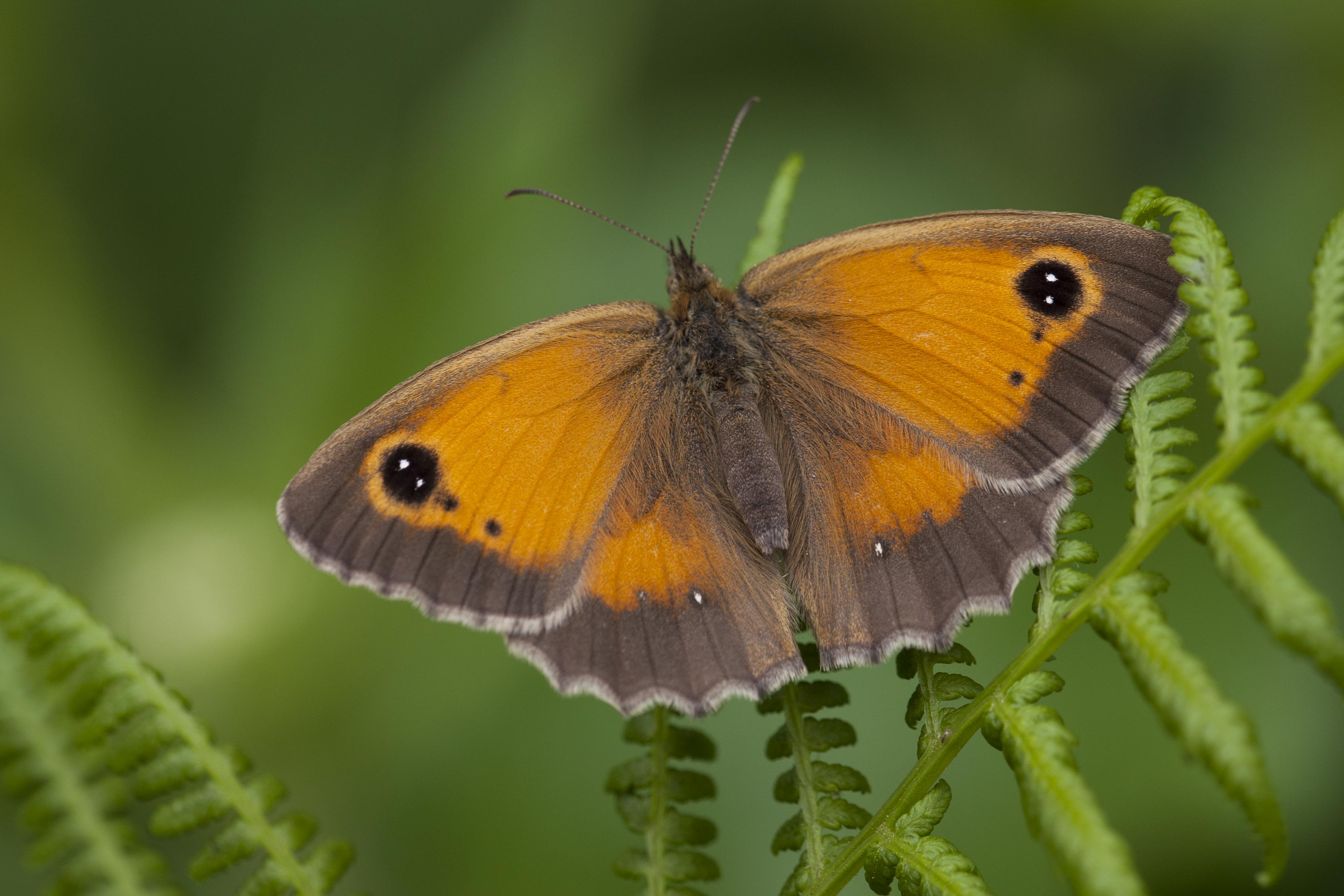 Oranje Zandoogje  - Pyronica tithonus