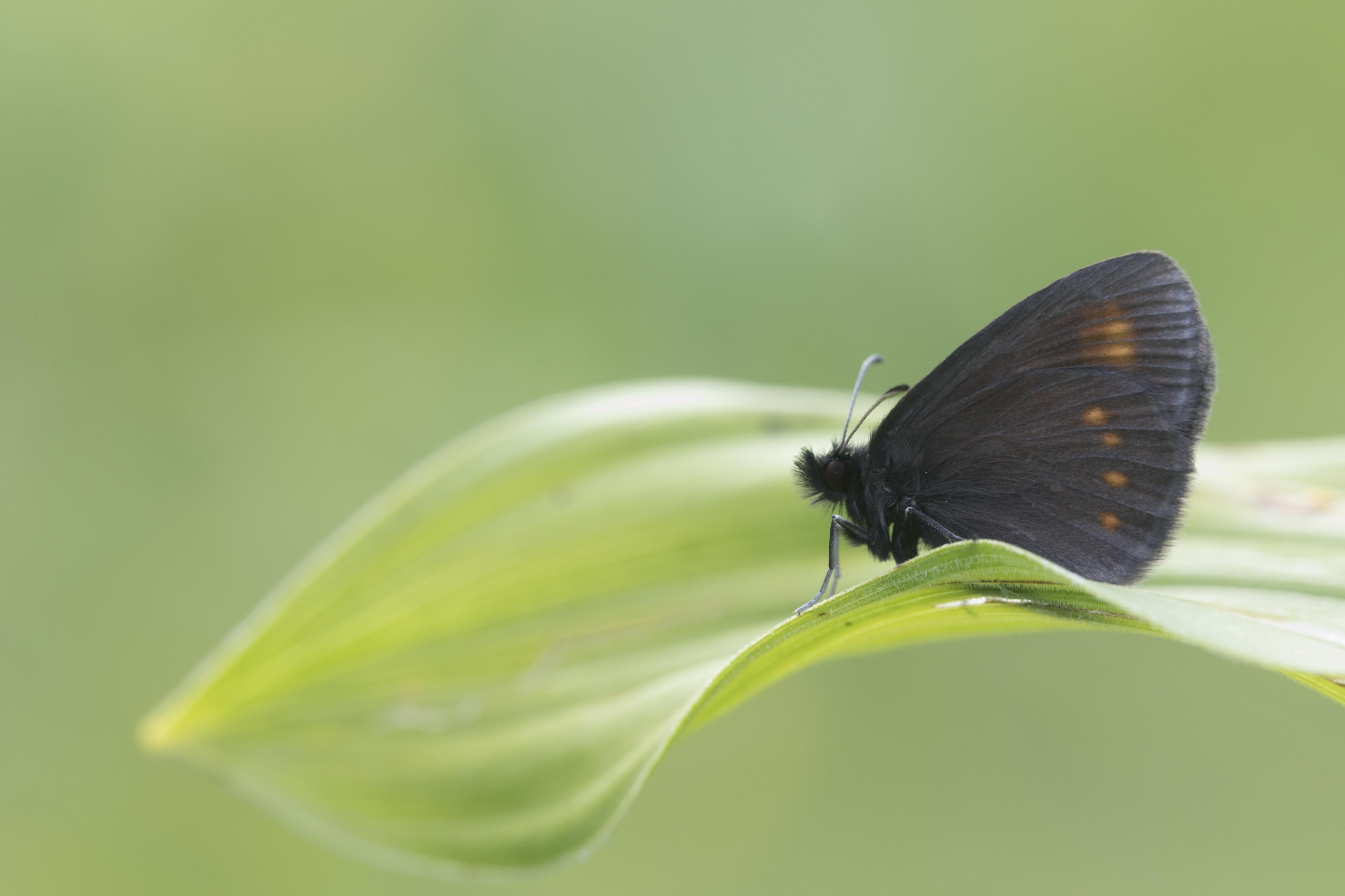 Blind erebia 