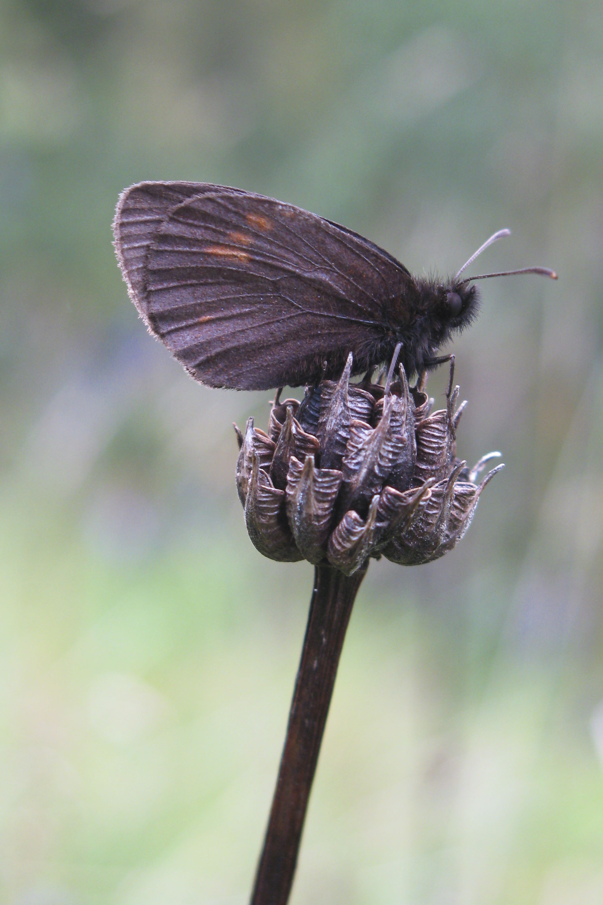 Blind erebia  - Erebia pharte