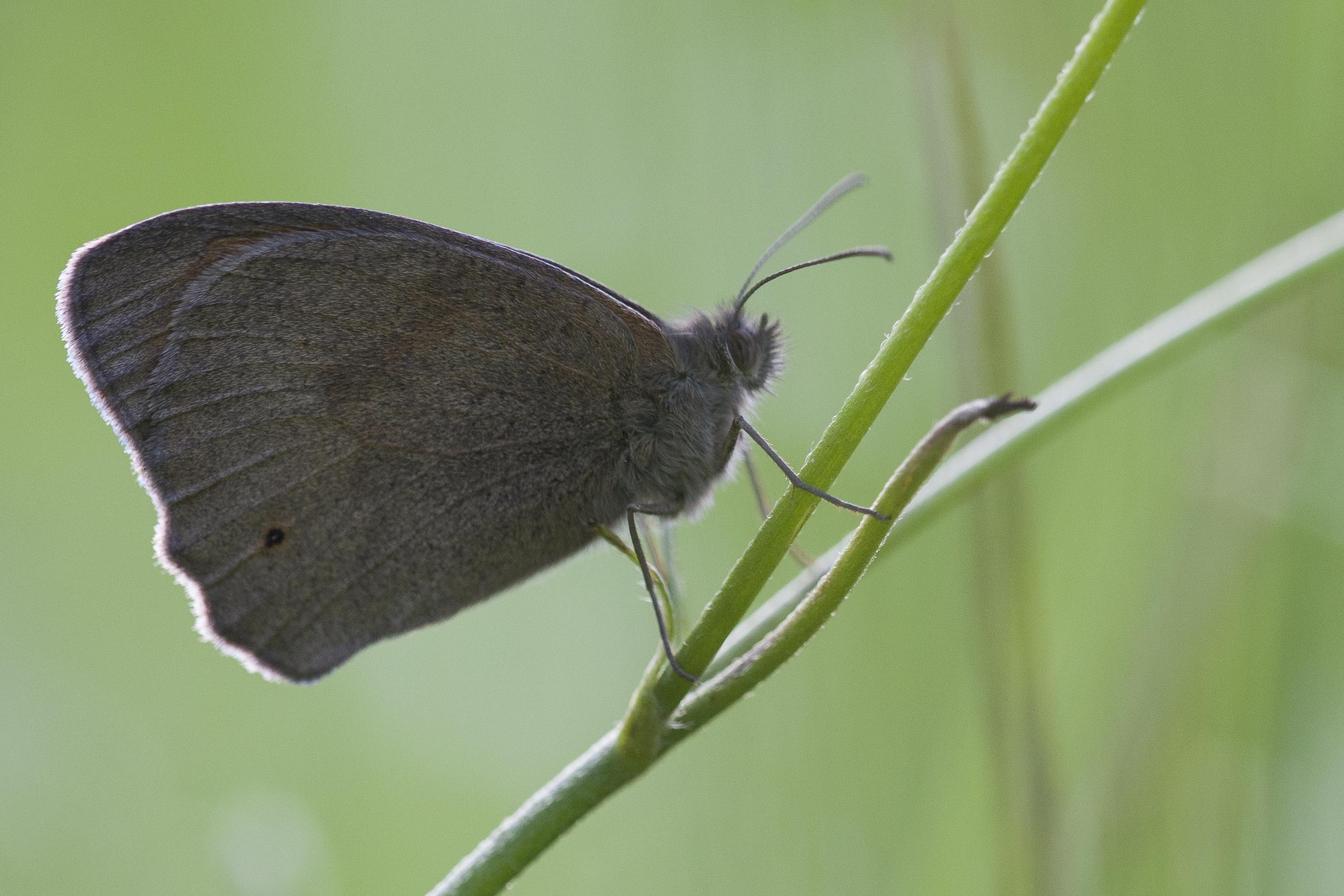 Meadow brown  - Maniola jurtina