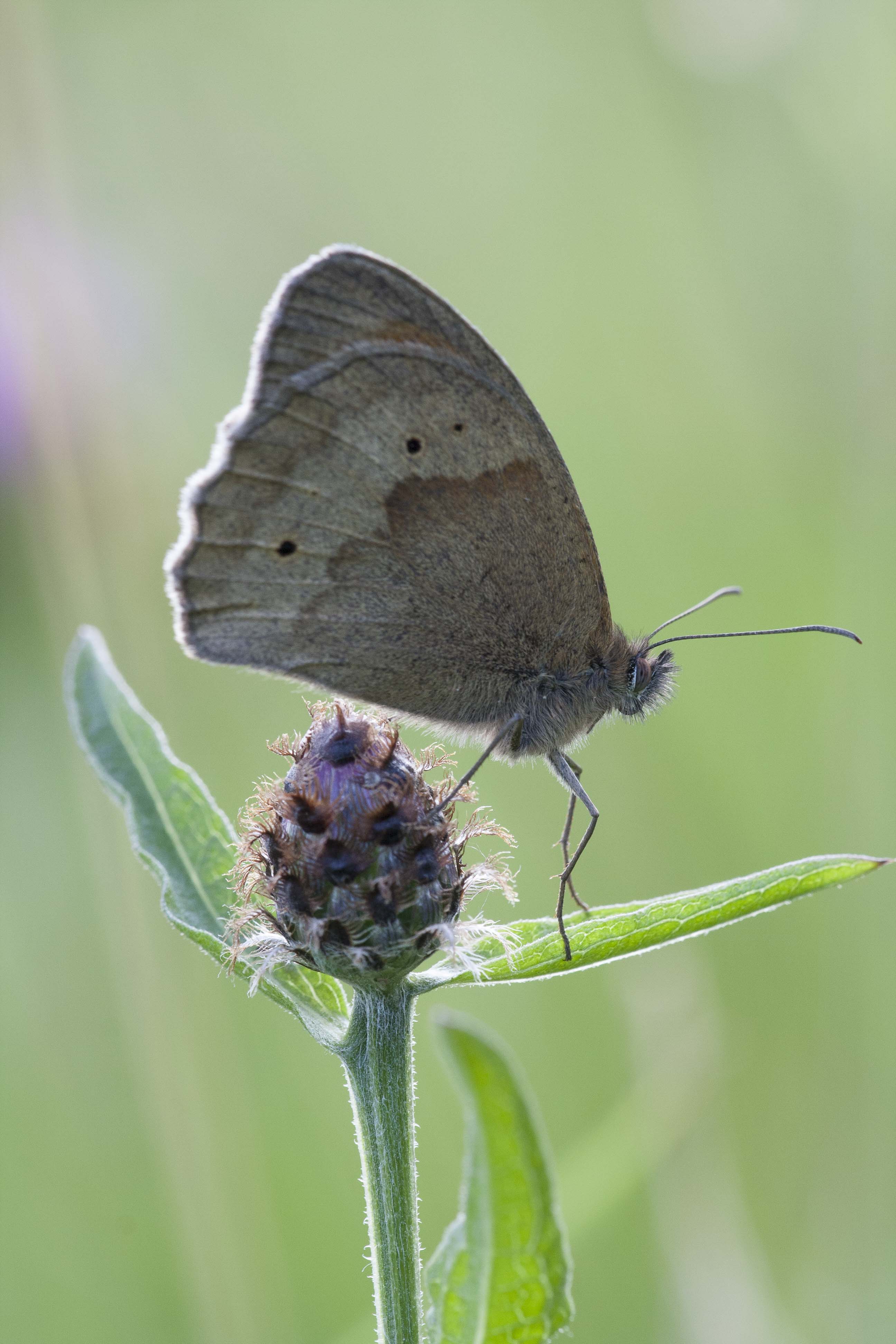 Meadow brown  - Maniola jurtina