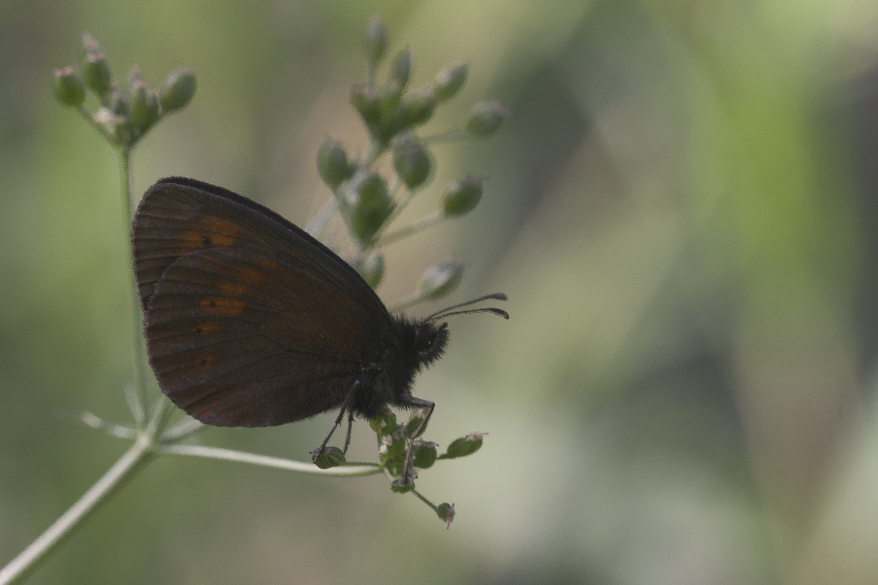 Yellow spotted ringlet  - Erebia manto