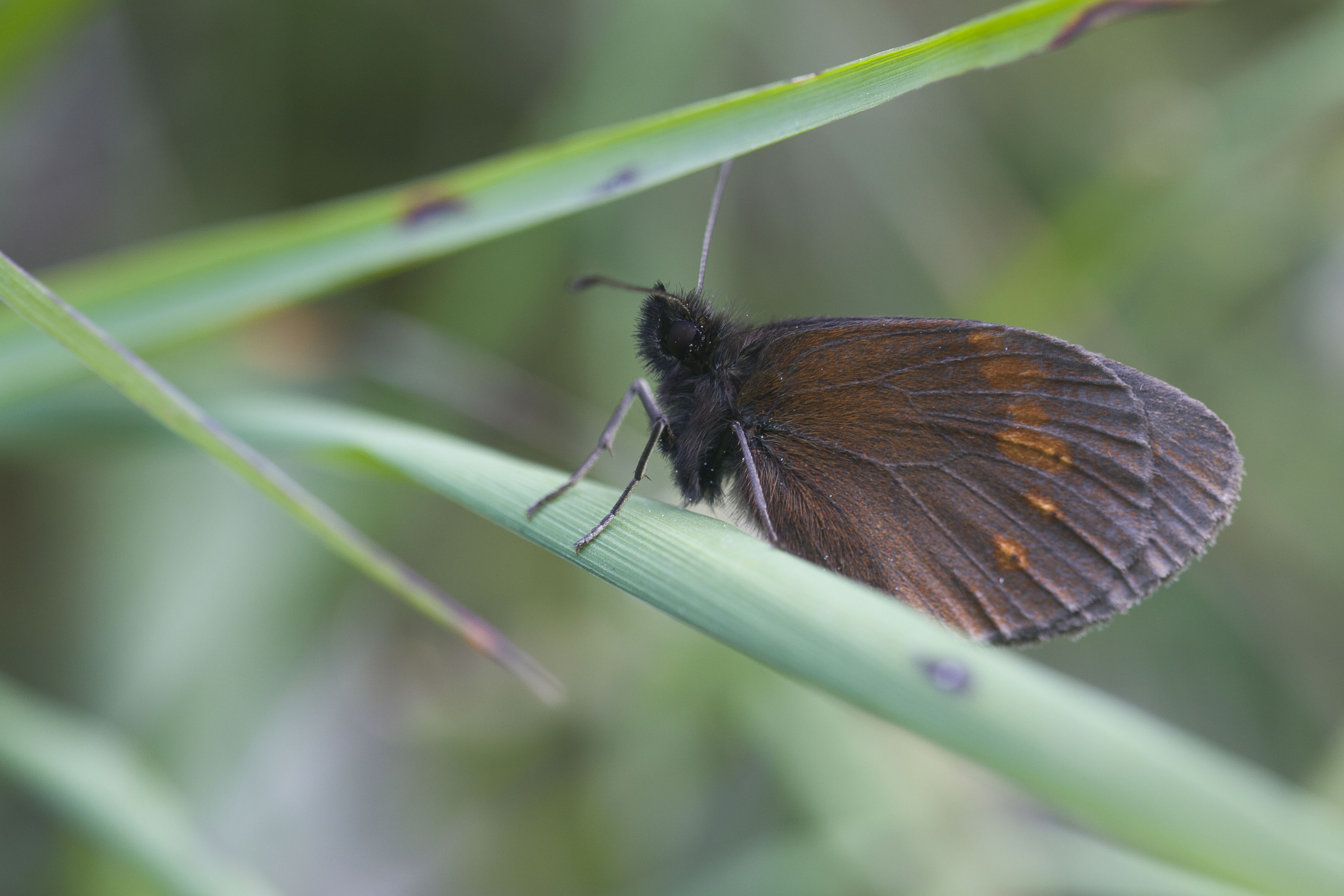 Yellow spotted ringlet  - Erebia manto