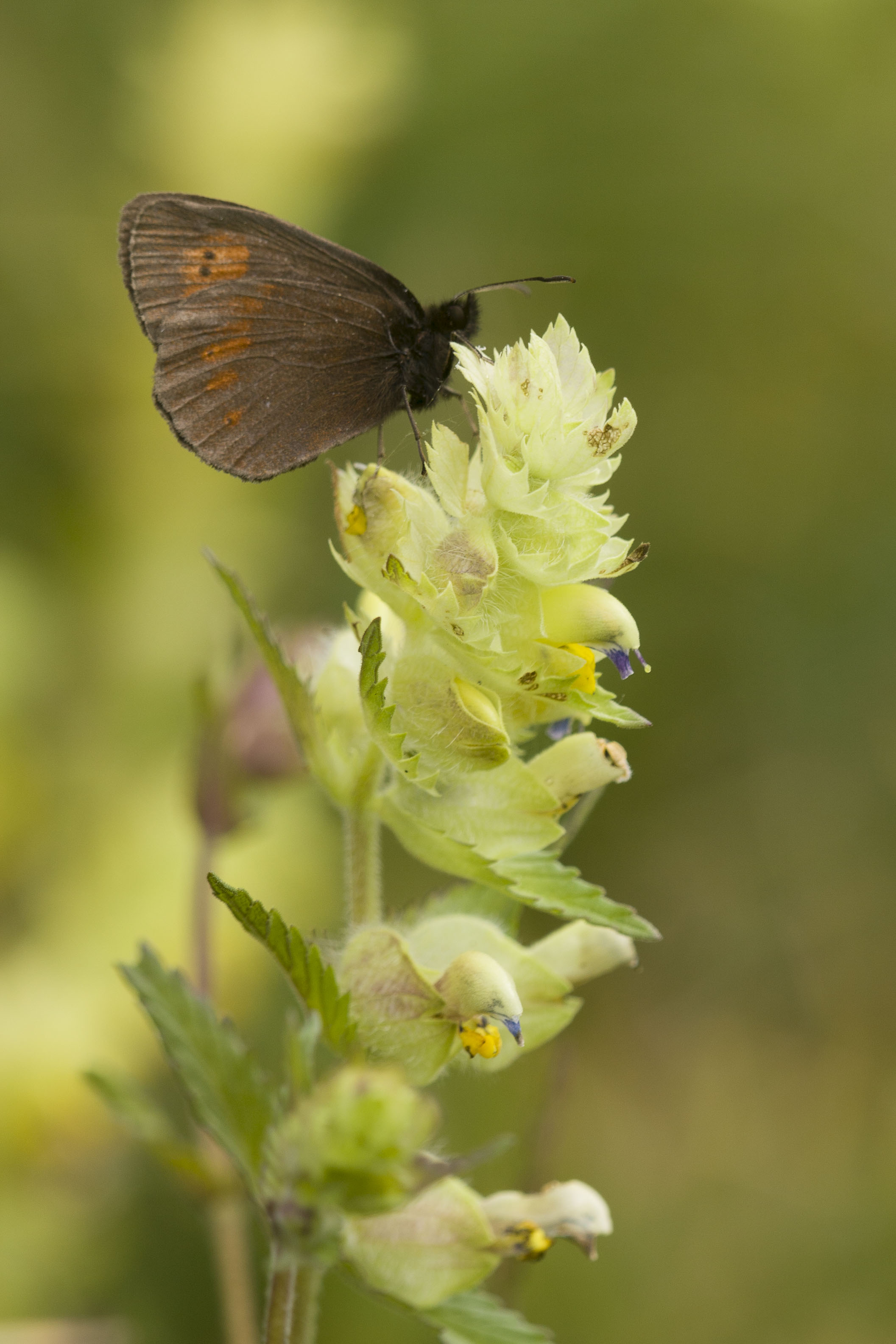 Yellow spotted ringlet  - Erebia manto