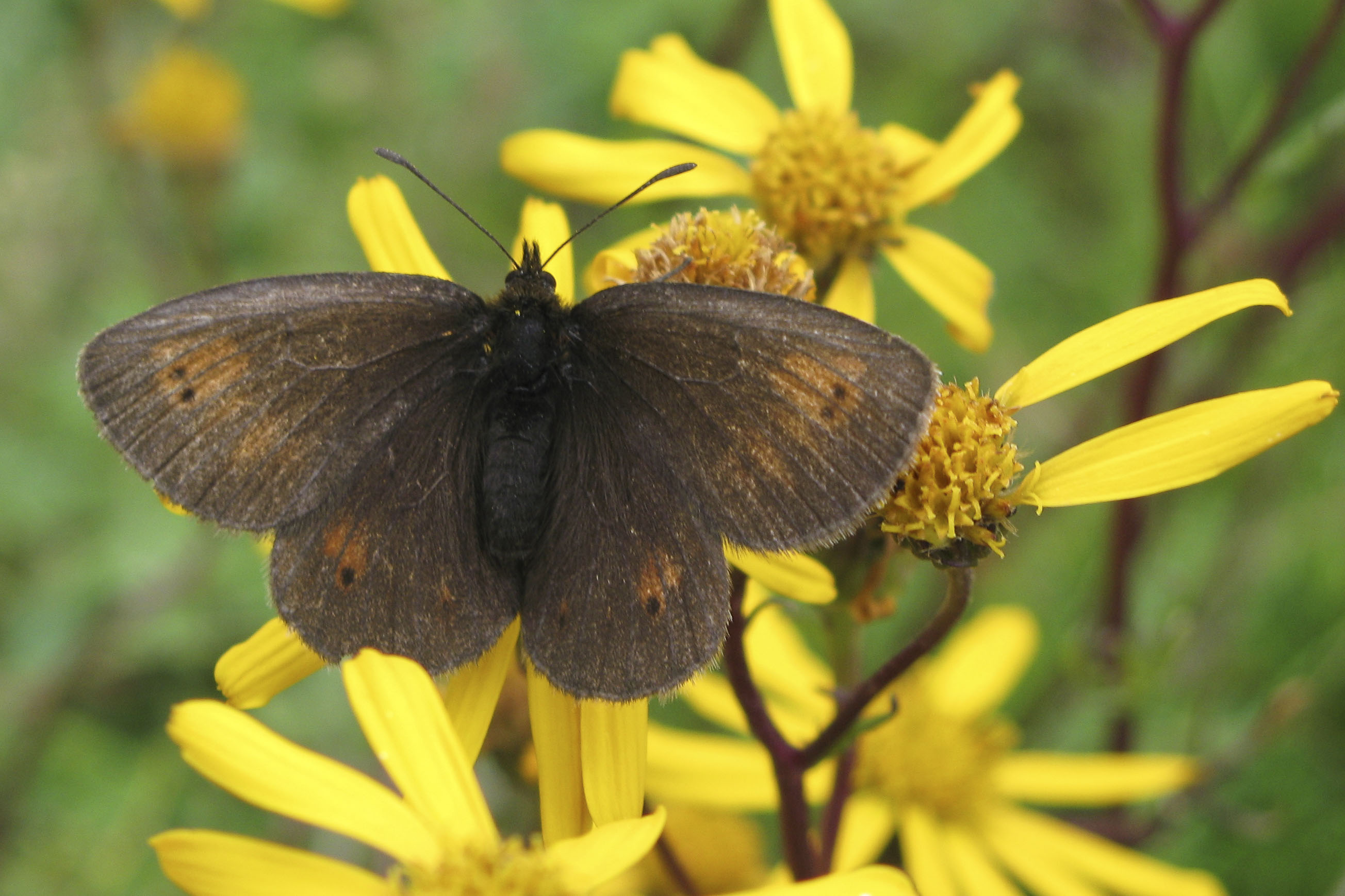 Yellow spotted ringlet  - Erebia manto