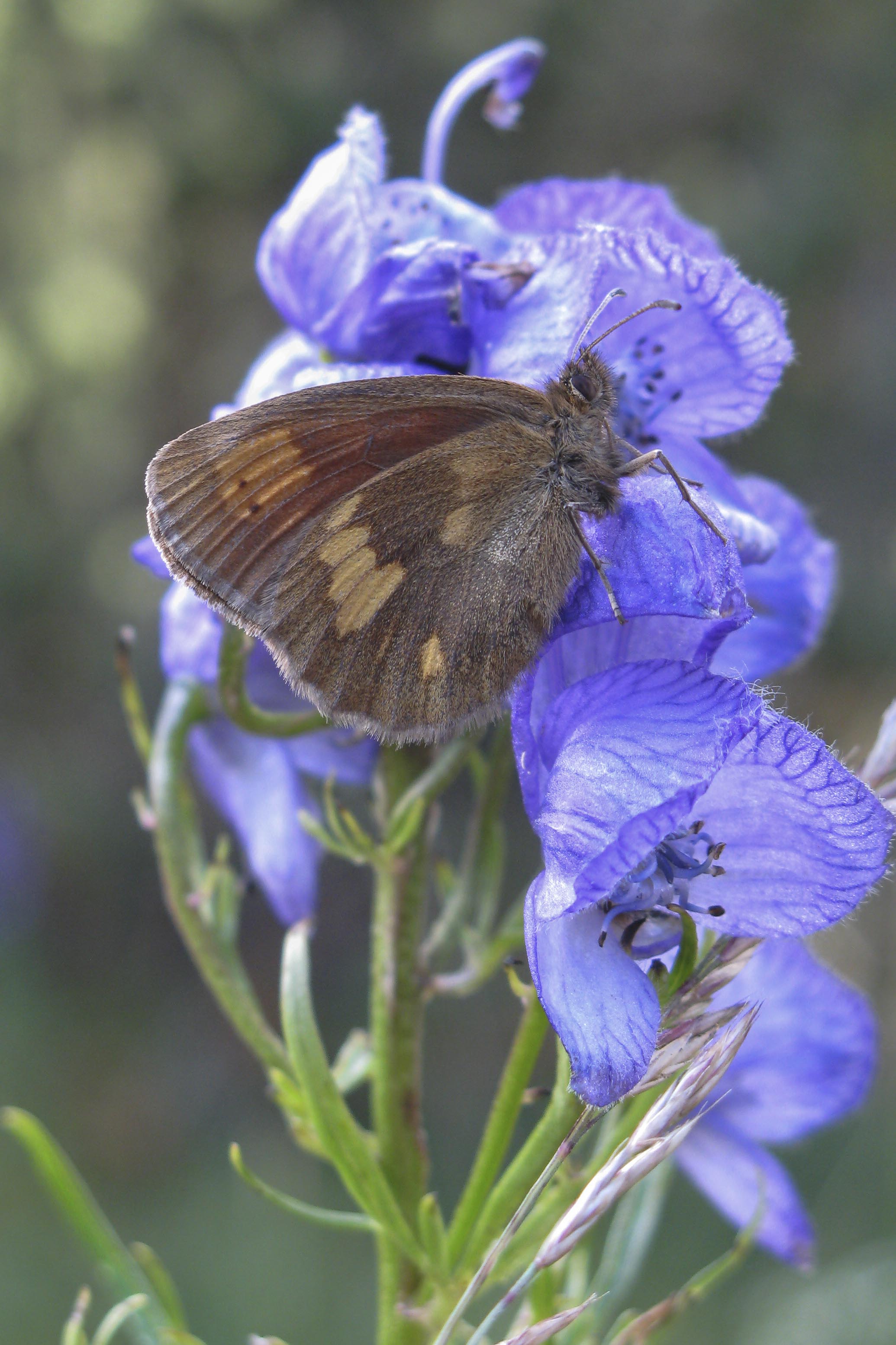 Yellow spotted ringlet  - Erebia manto