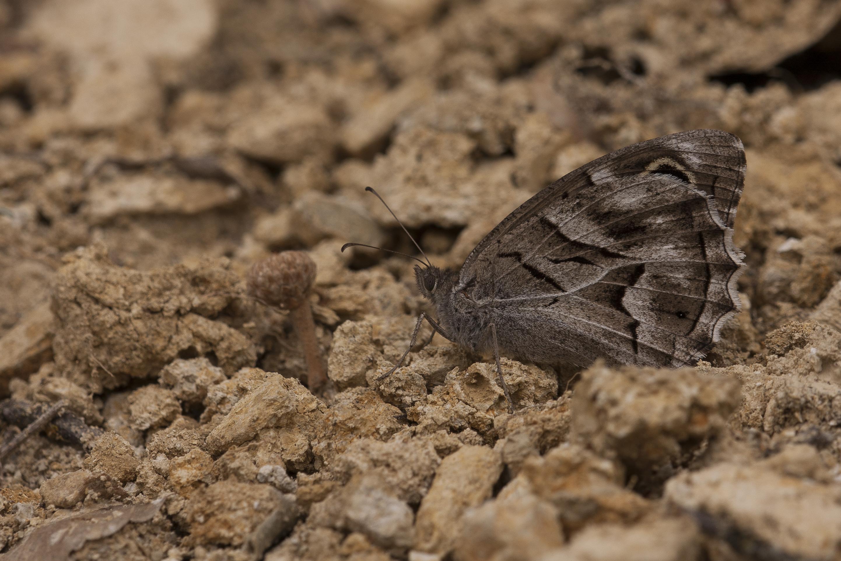 Gestreepte Heivlinder  - Hipparchia fidia