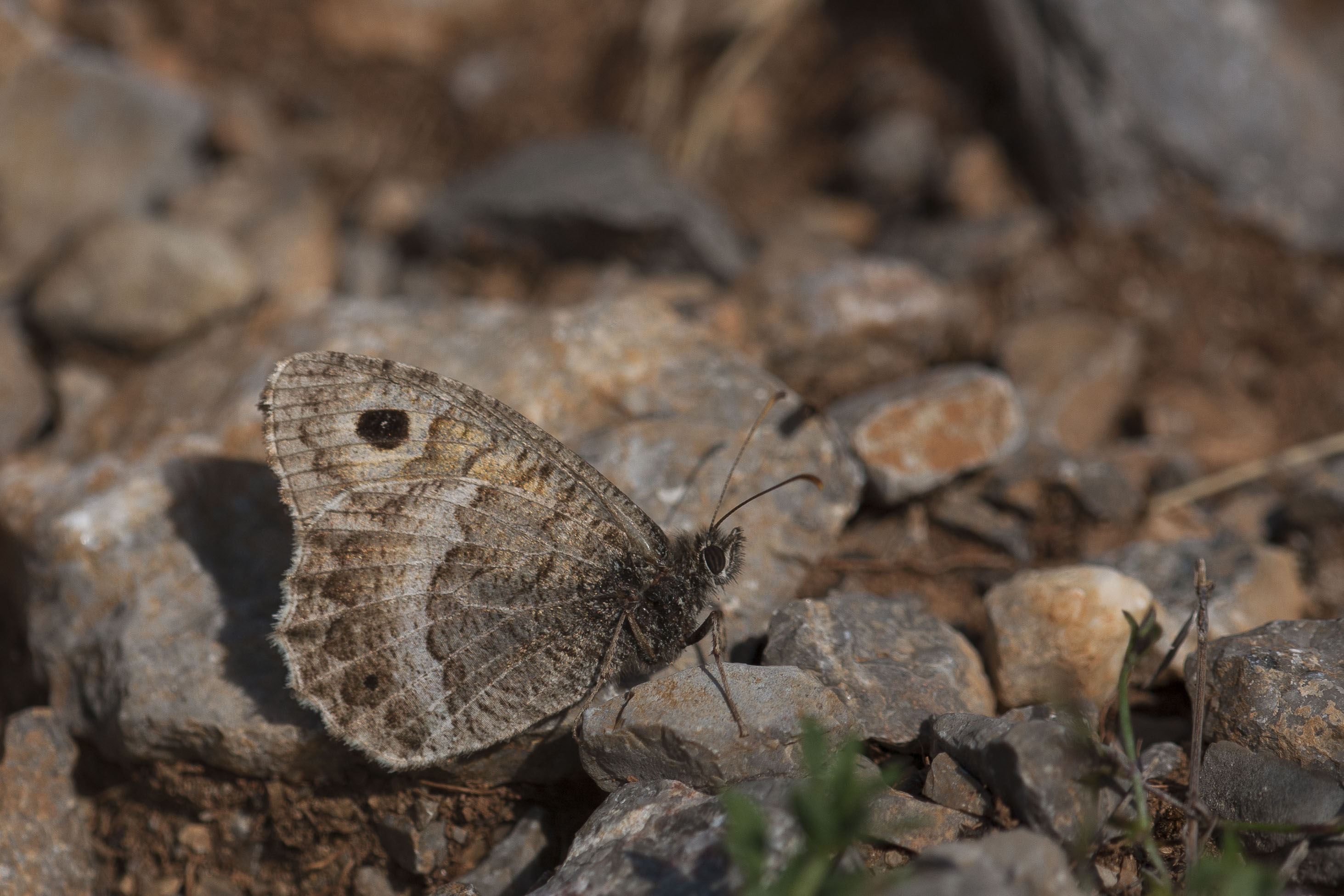 False grayling  - Arethusana arethusa