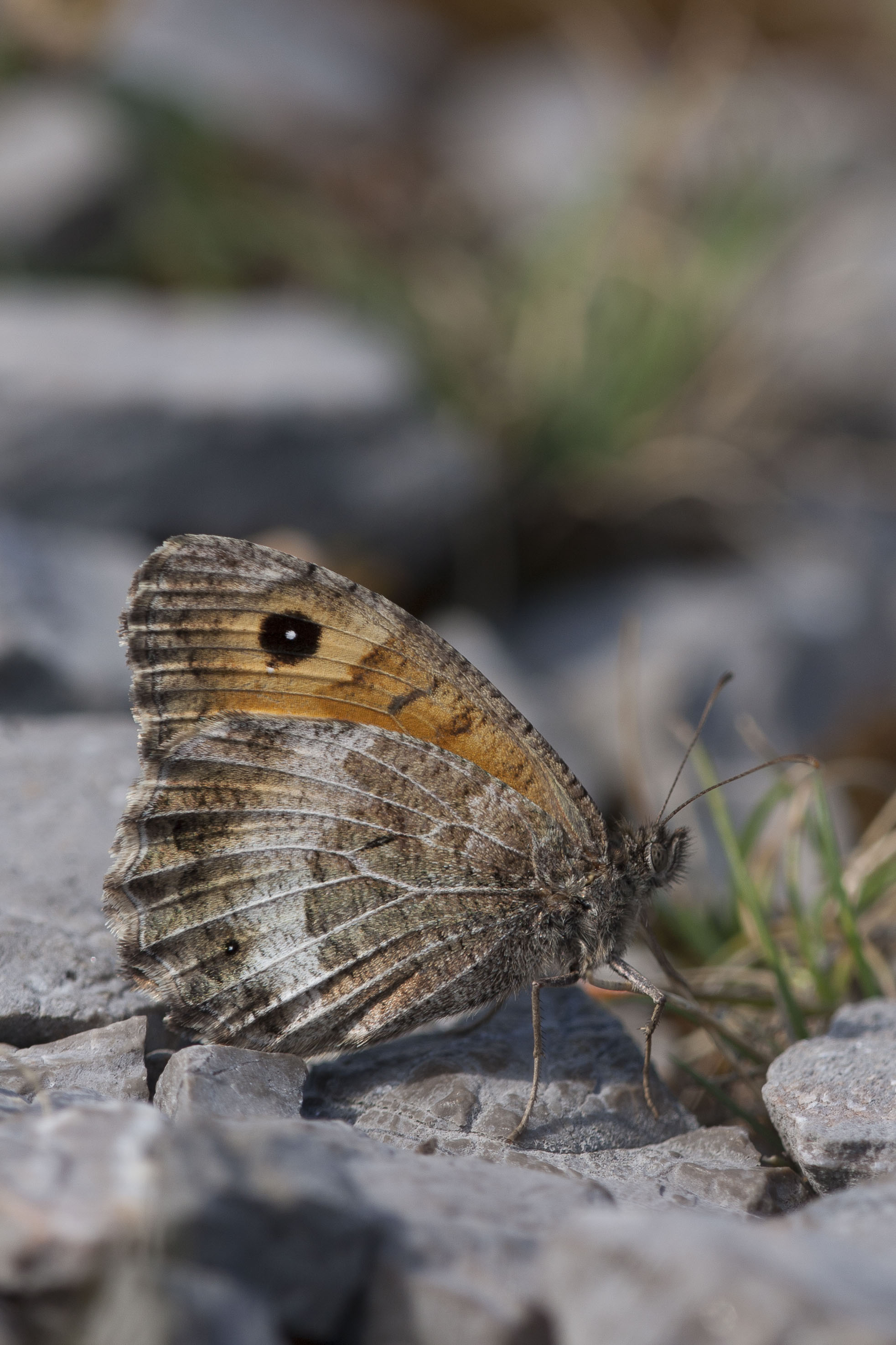 Oranje Steppevlinder  - Arethusana arethusa