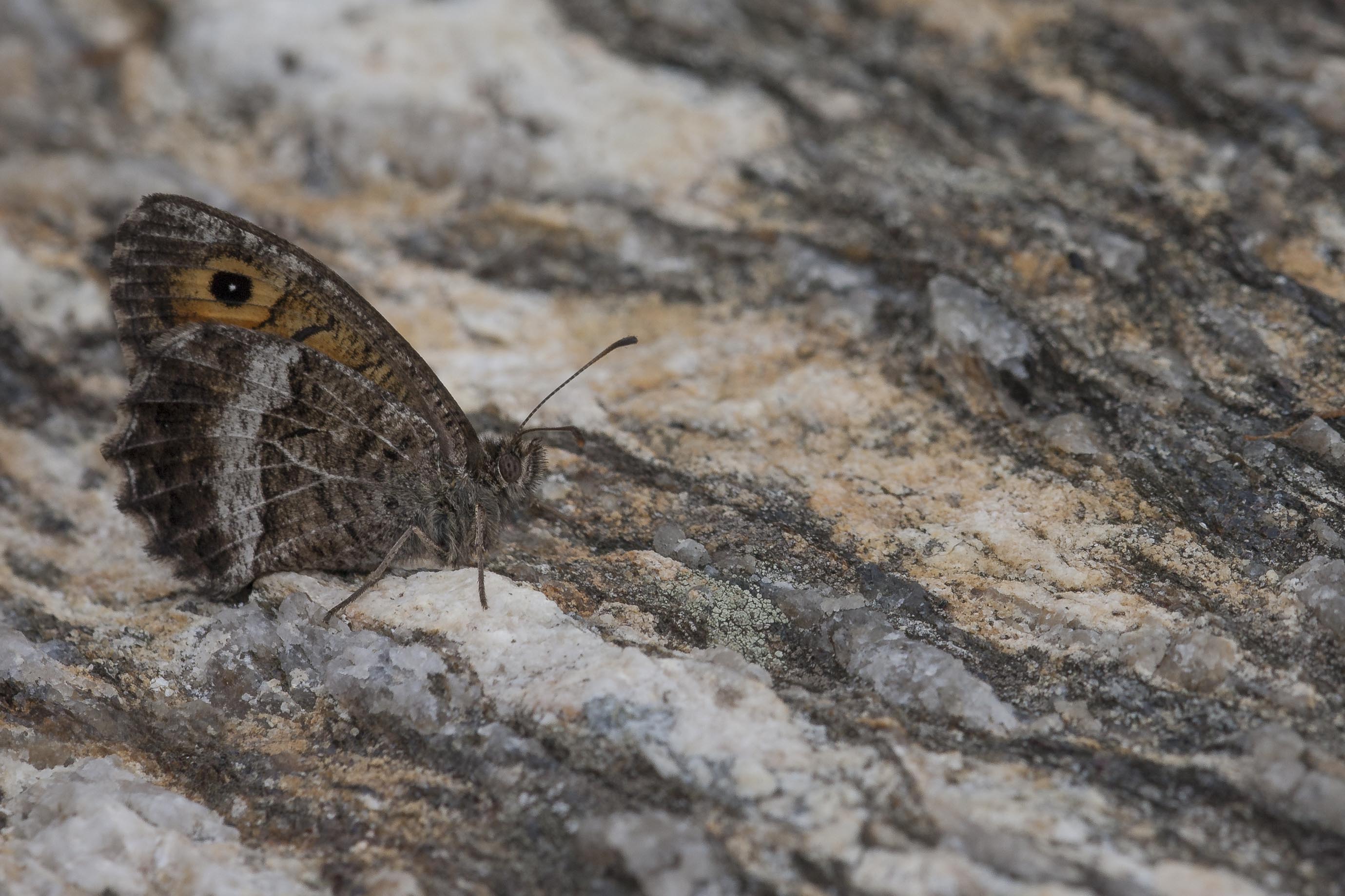 False grayling  - Arethusana arethusa