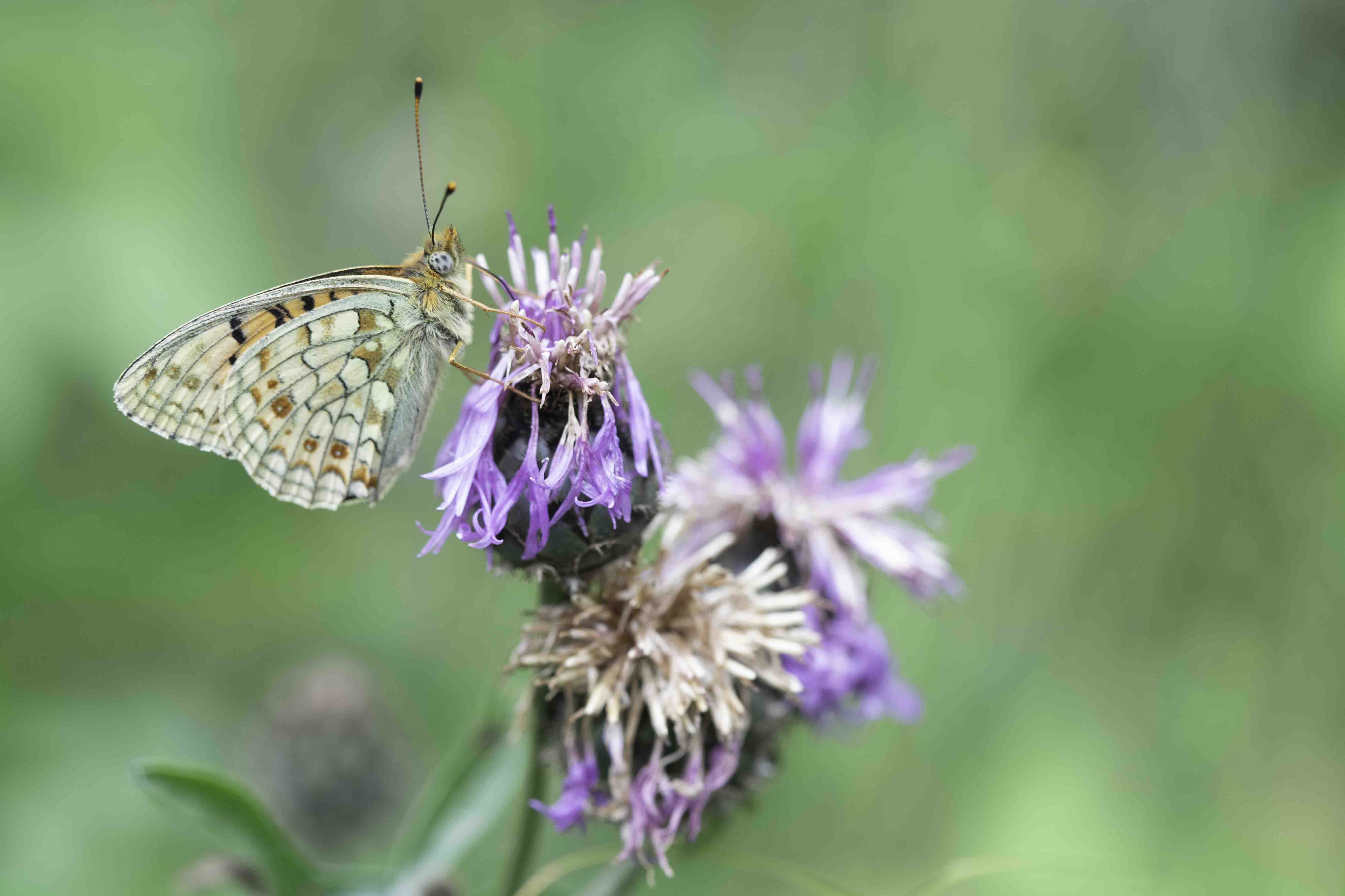 Duinparelmoervlinder  (Fabriciana niobe)