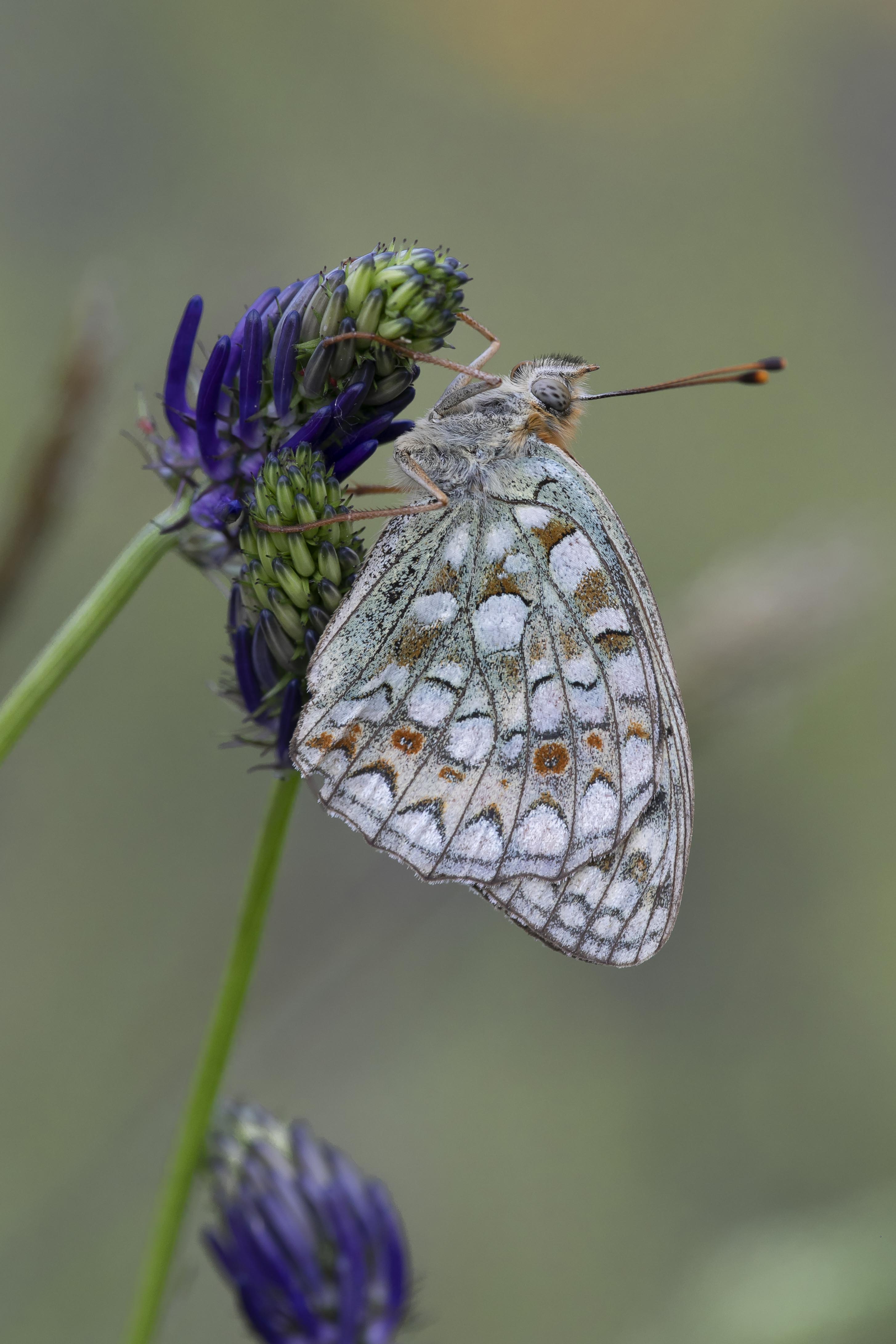 Duinparelmoervlinder  - Fabriciana niobe