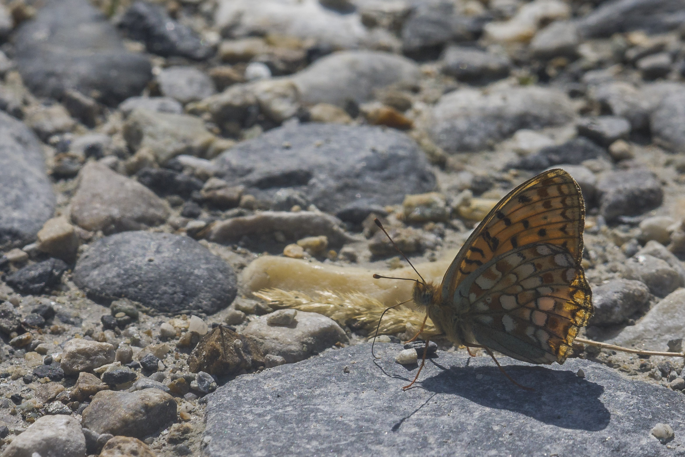 Niobe fritillary  - Fabriciana niobe