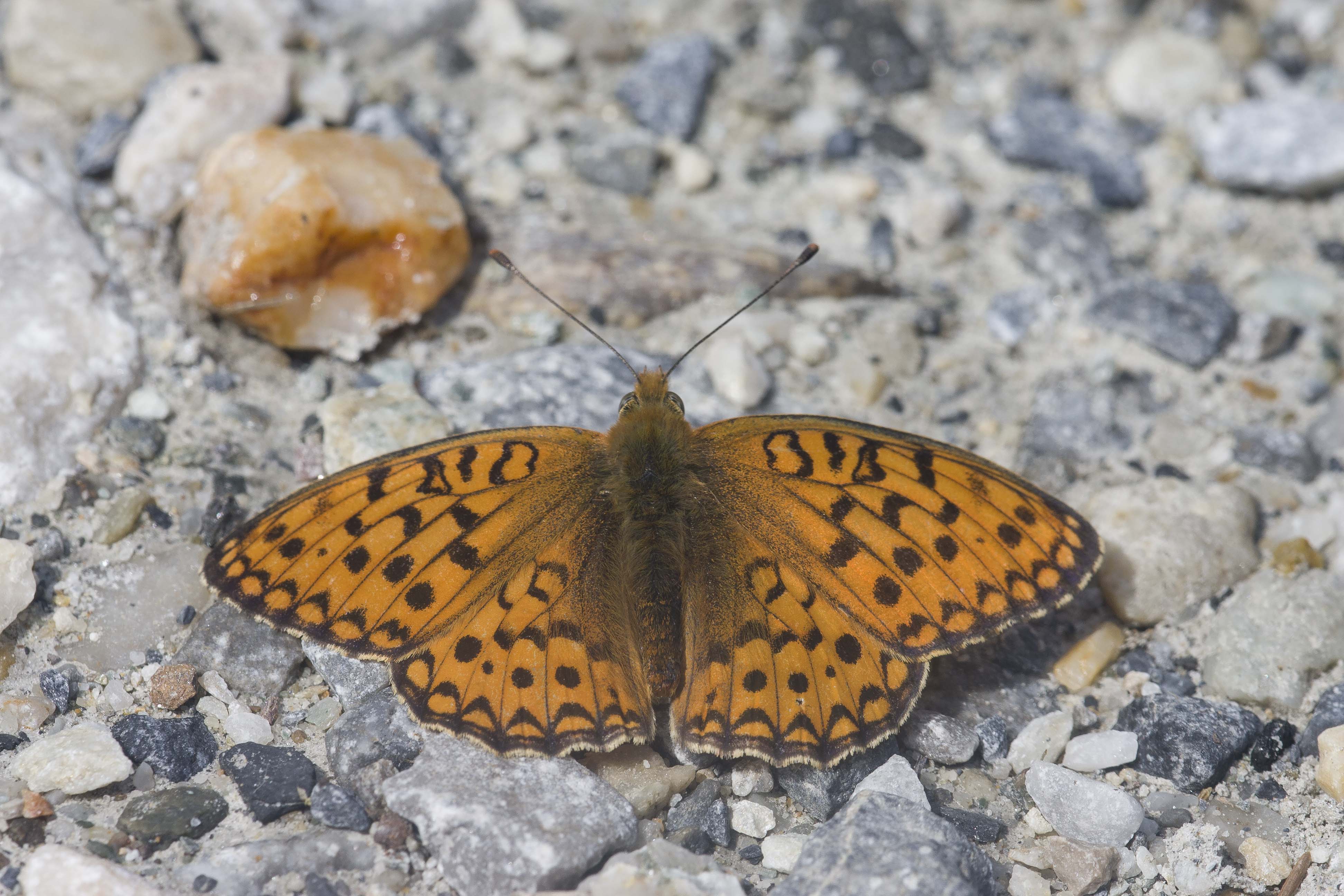 Niobe fritillary  - Fabriciana niobe