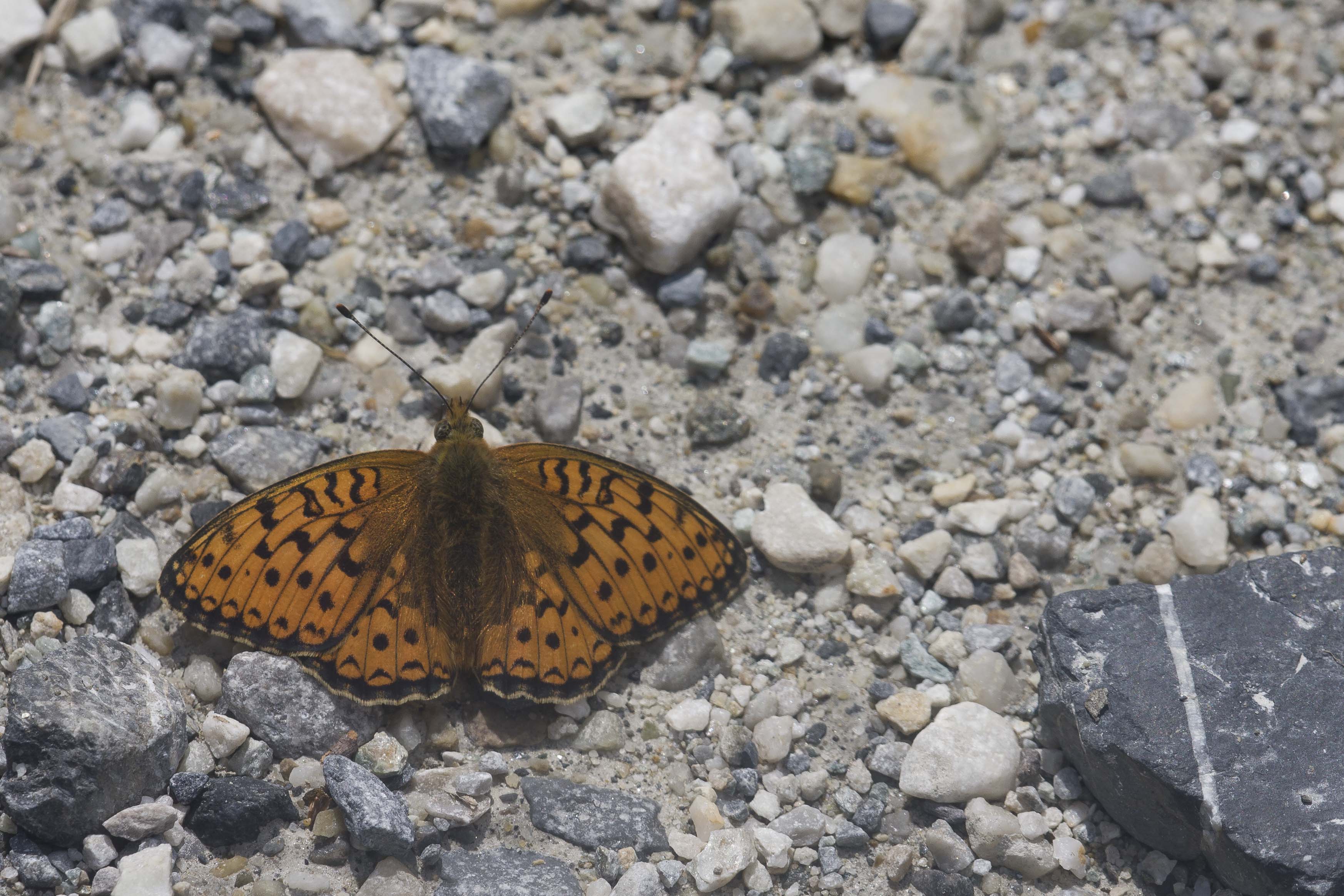 Niobe fritillary  - Fabriciana niobe