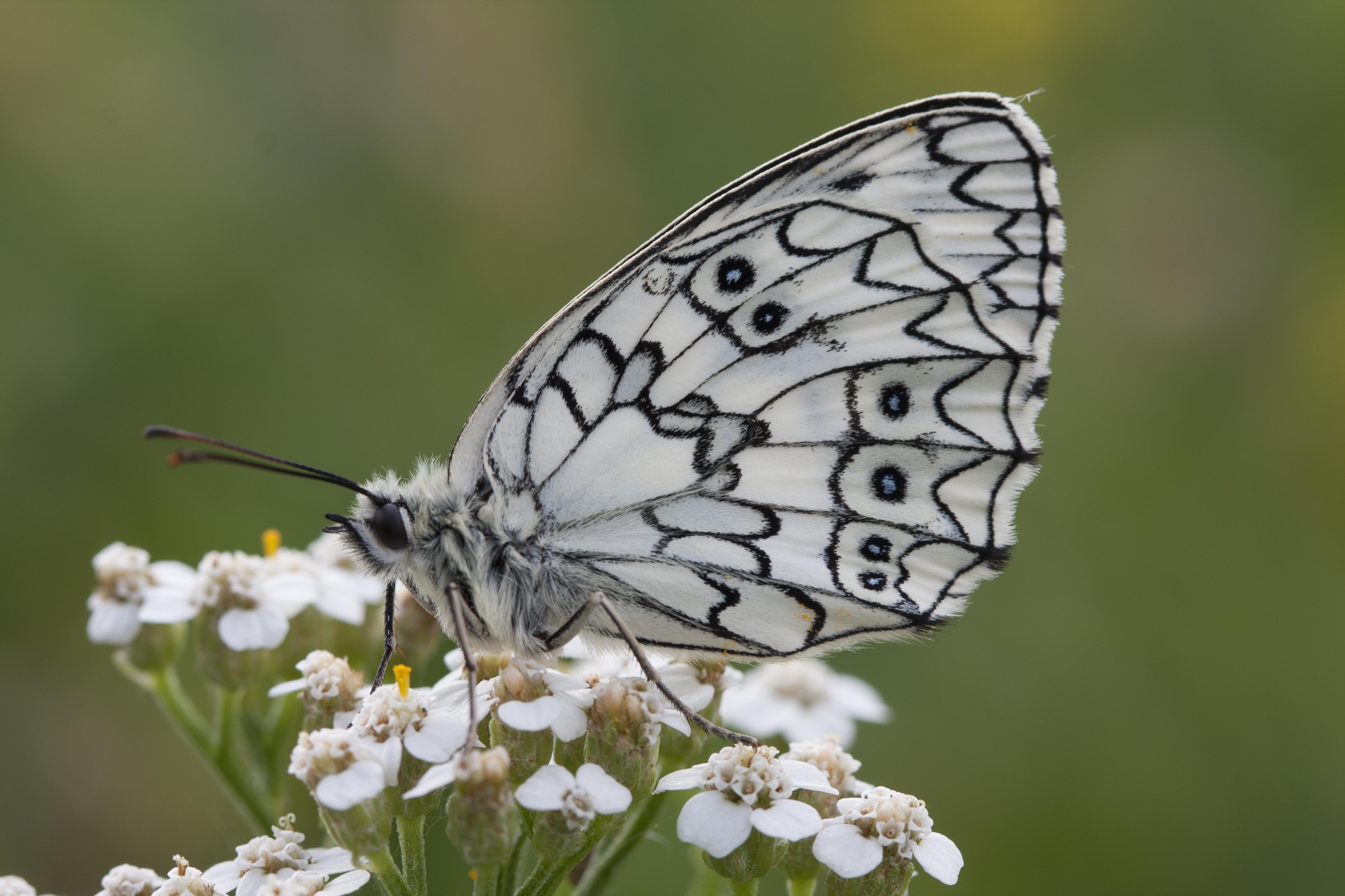 Esper's marbled white 