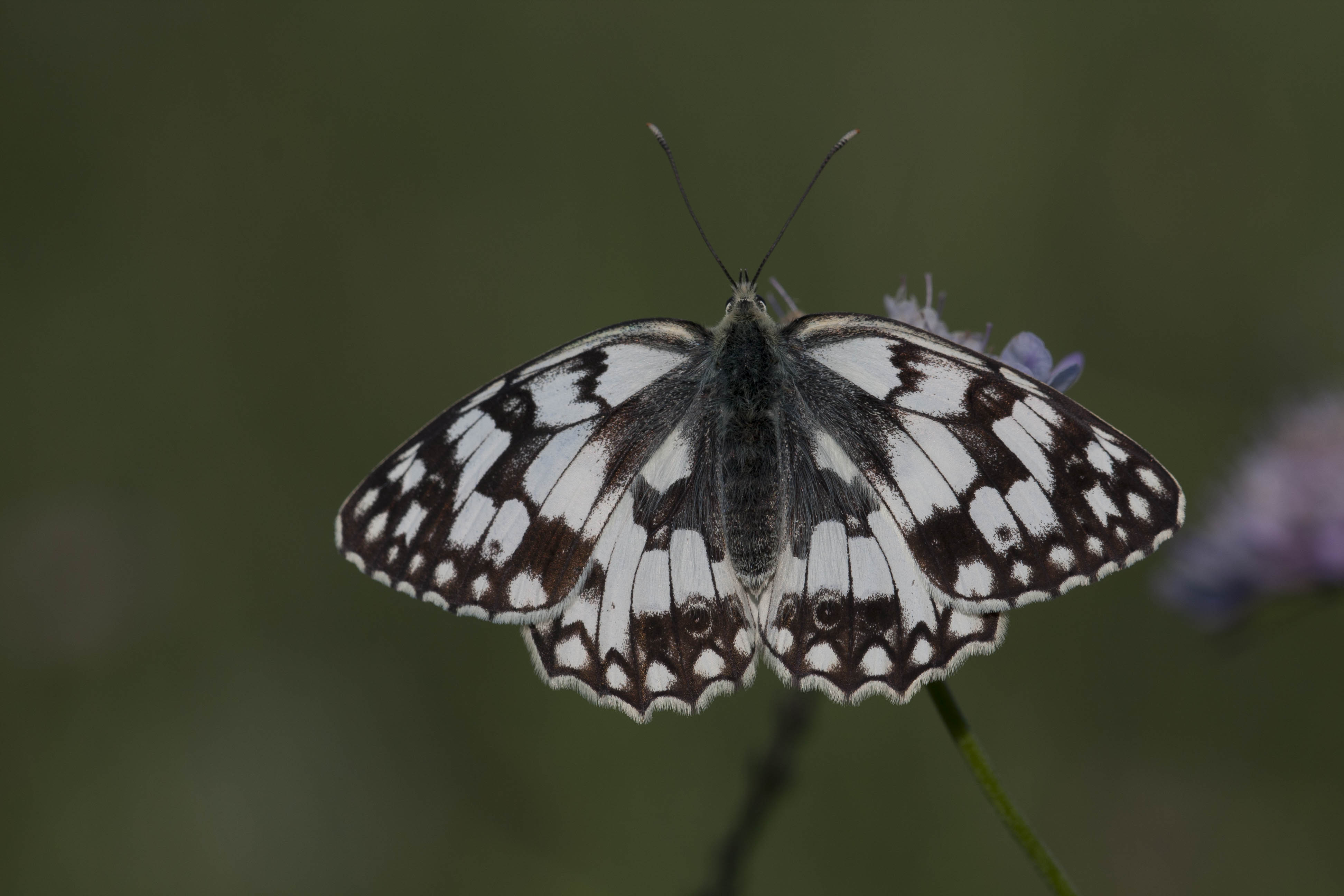 Zuidelijk Dambordje  - Melanargia russiae