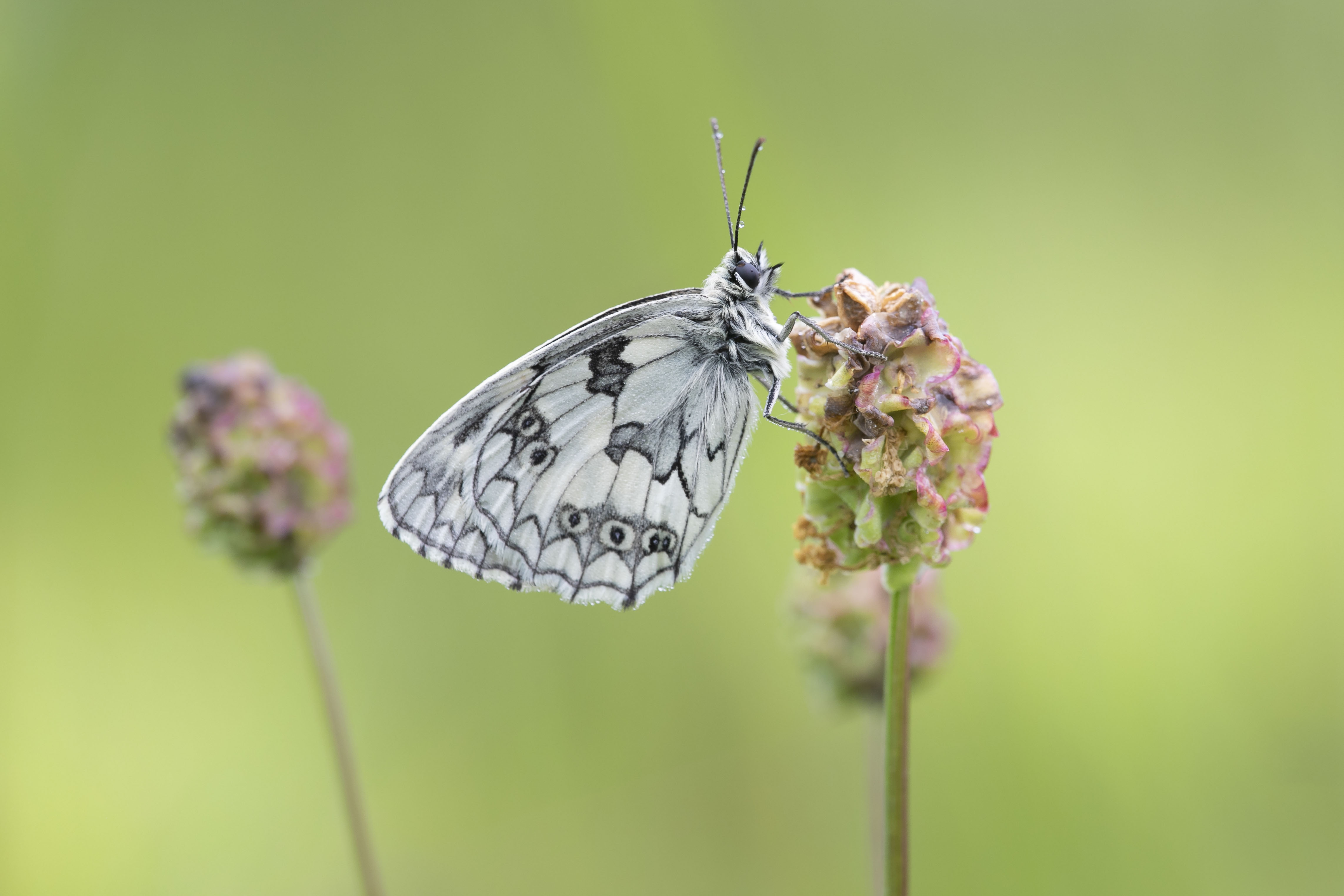 Dambordje  (Melanargia galathea)