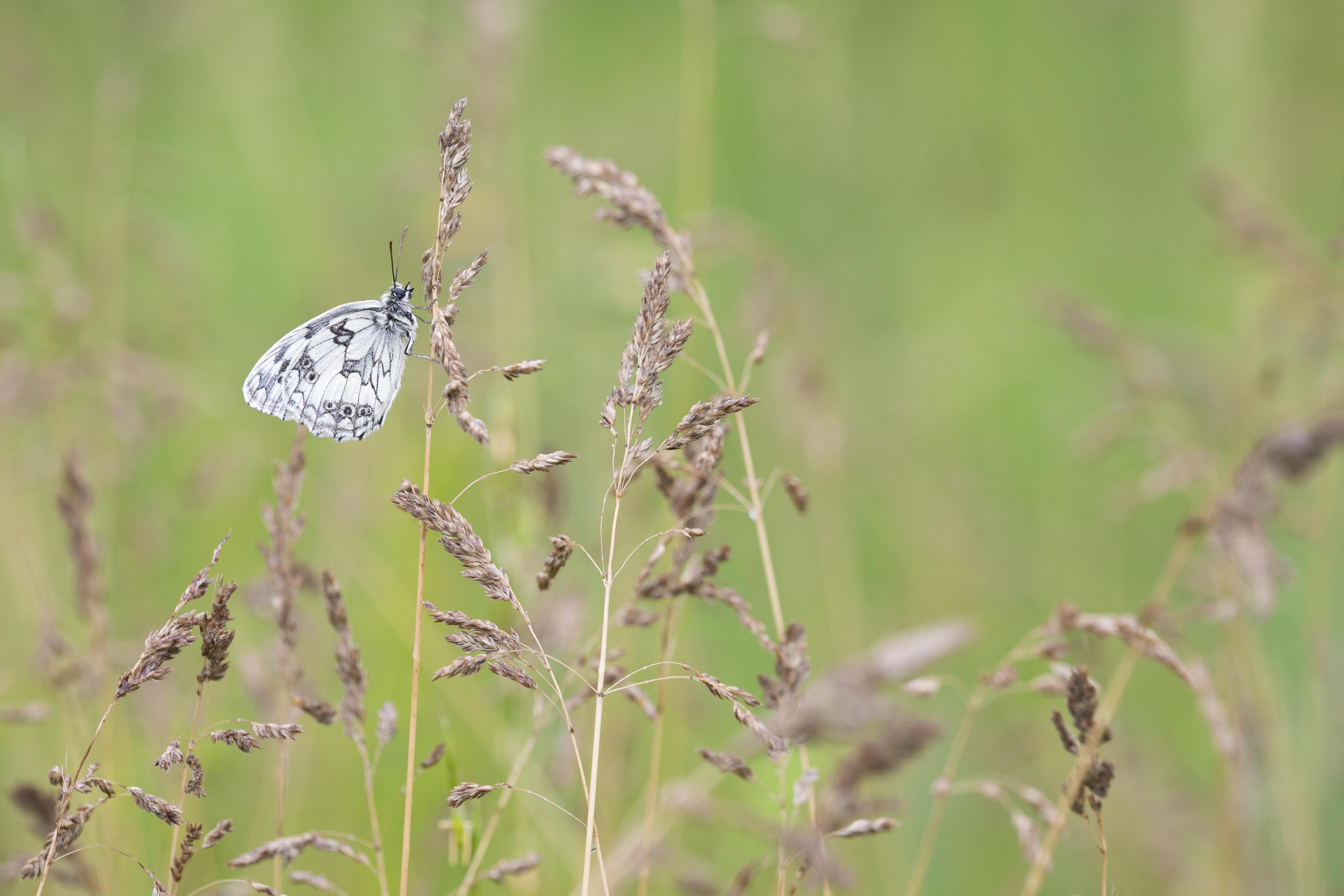 Marbled white  (Melanargia galathea)