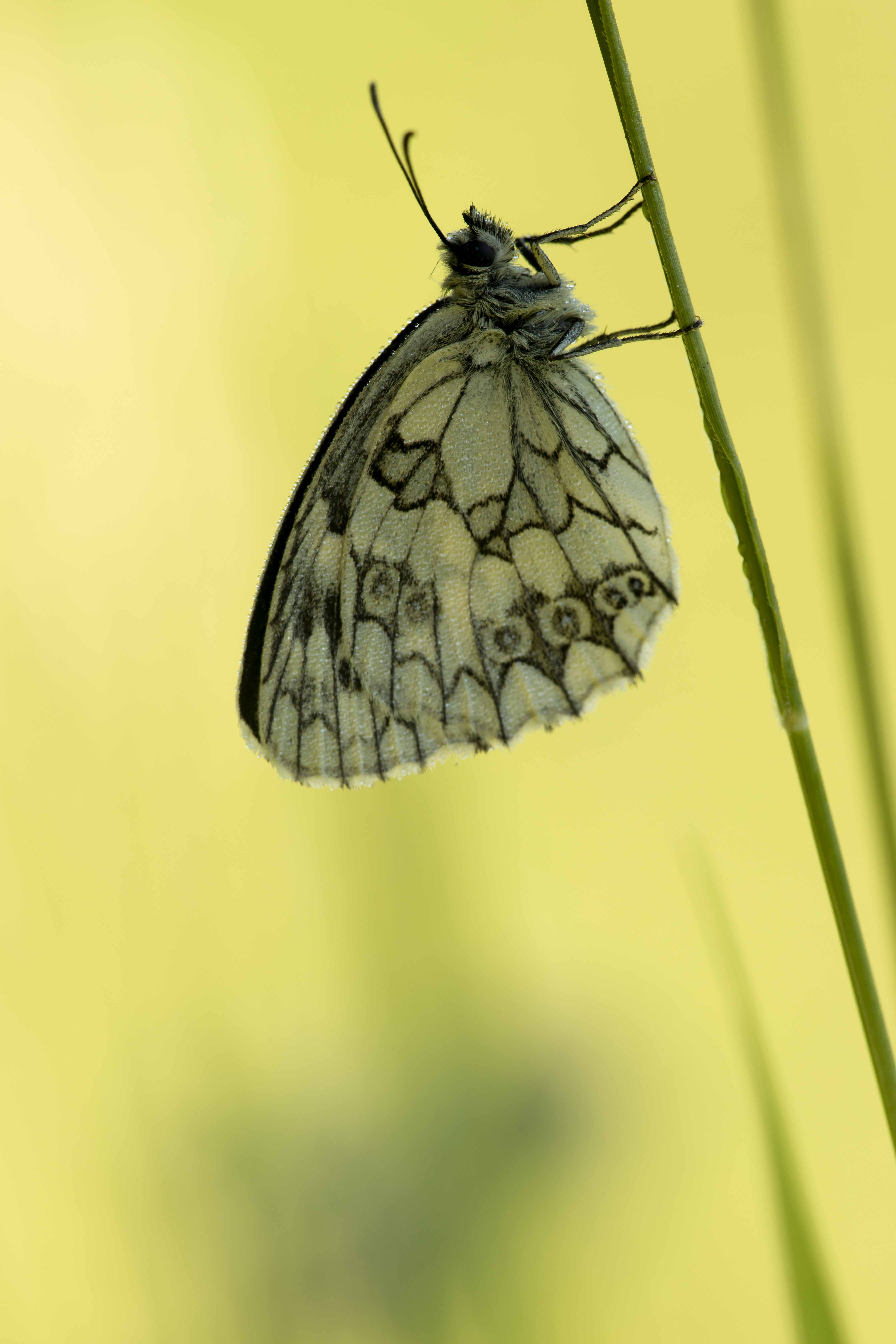 Dambordje  - Melanargia galathea