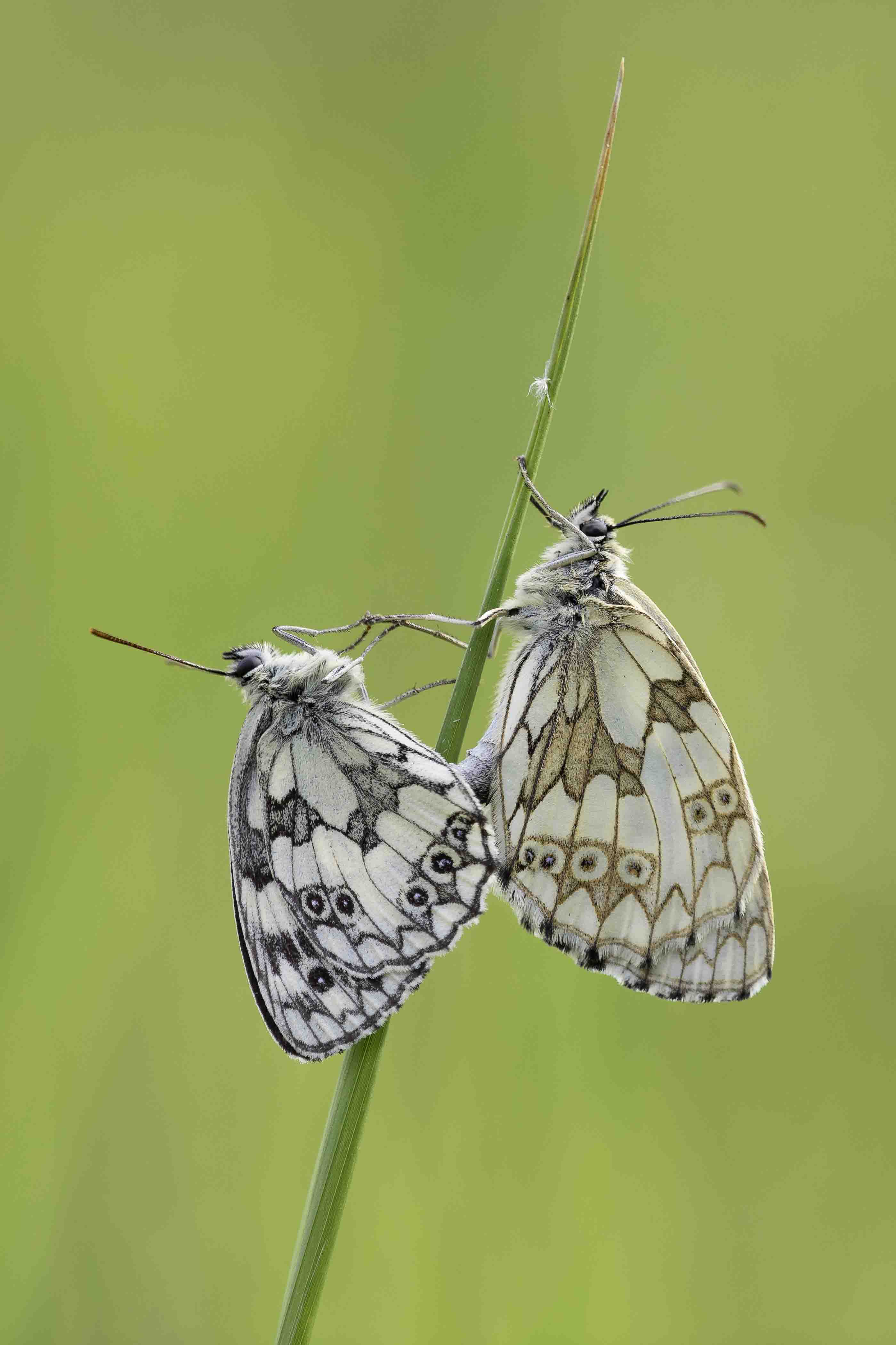 Marbled white  - Melanargia galathea