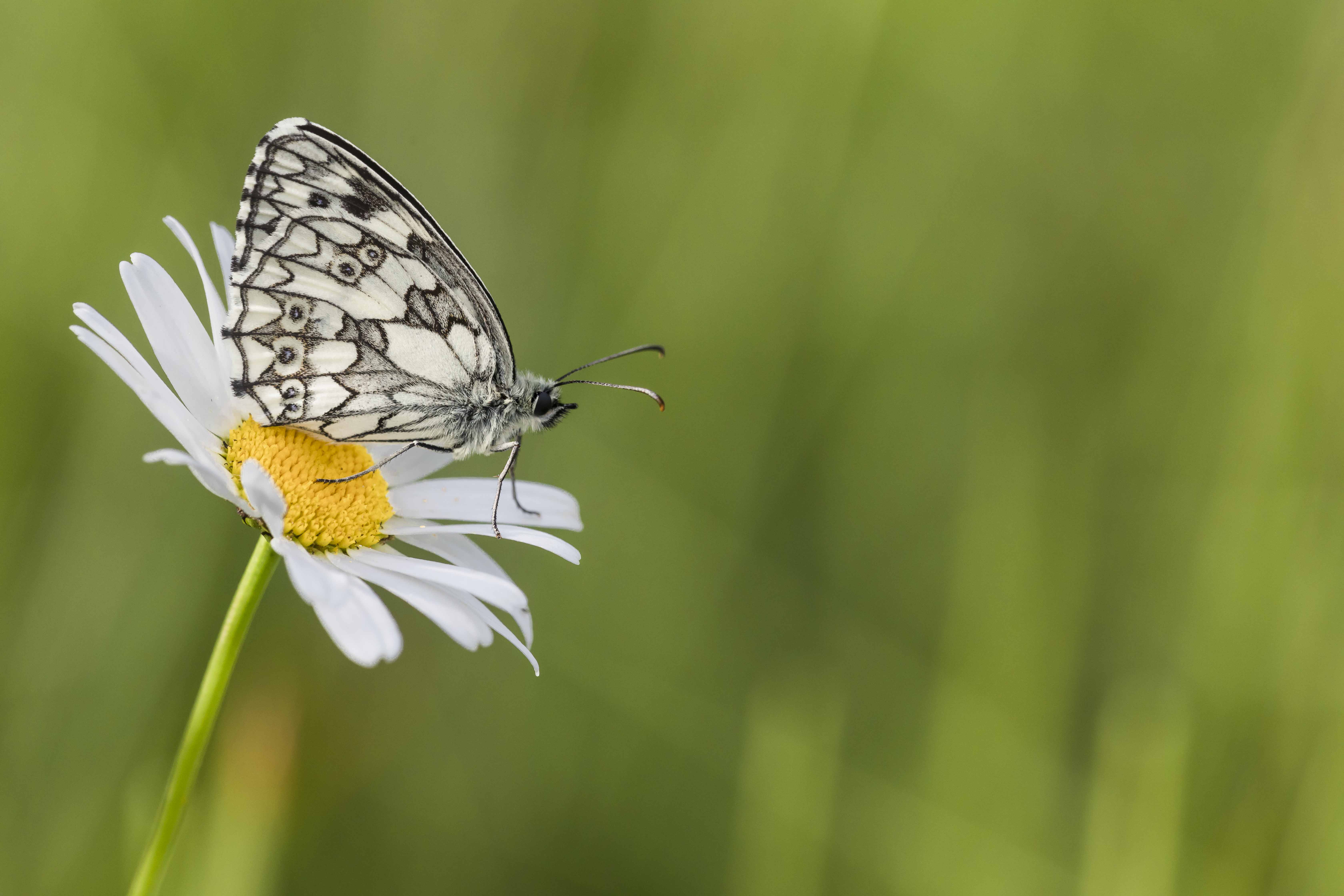 Dambordje  - Melanargia galathea