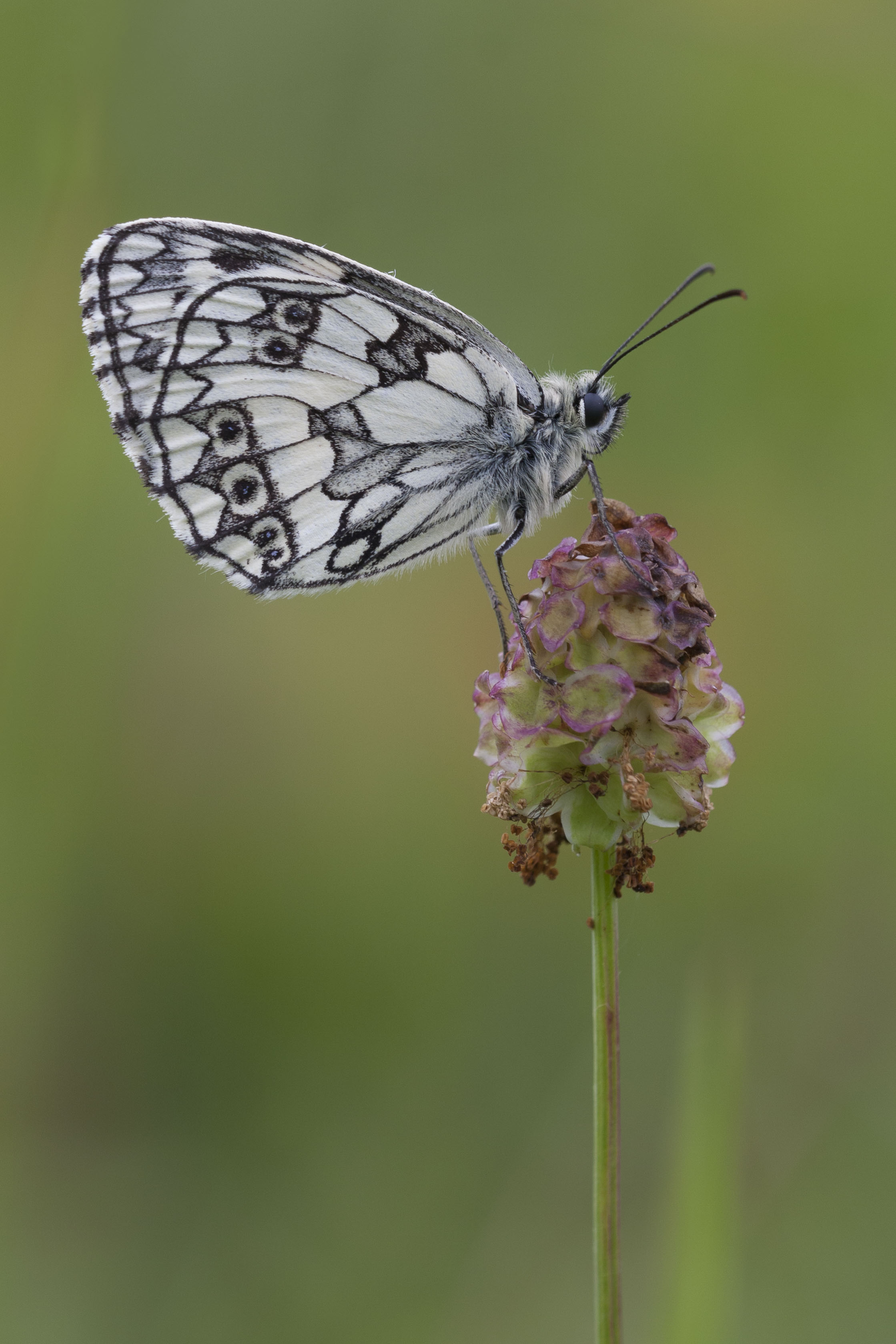 Marbled white  - Melanargia galathea