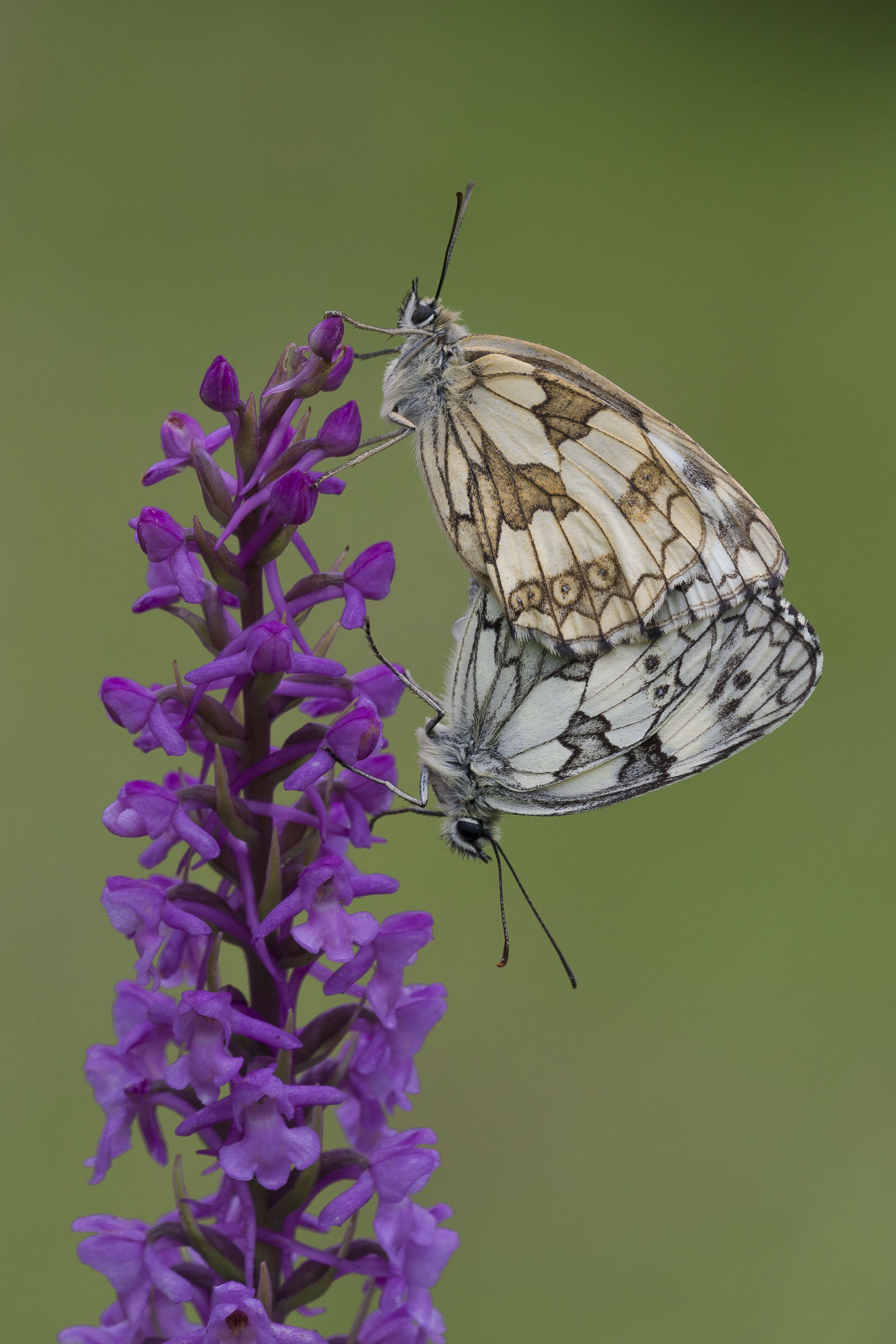 Marbled white  - Melanargia galathea