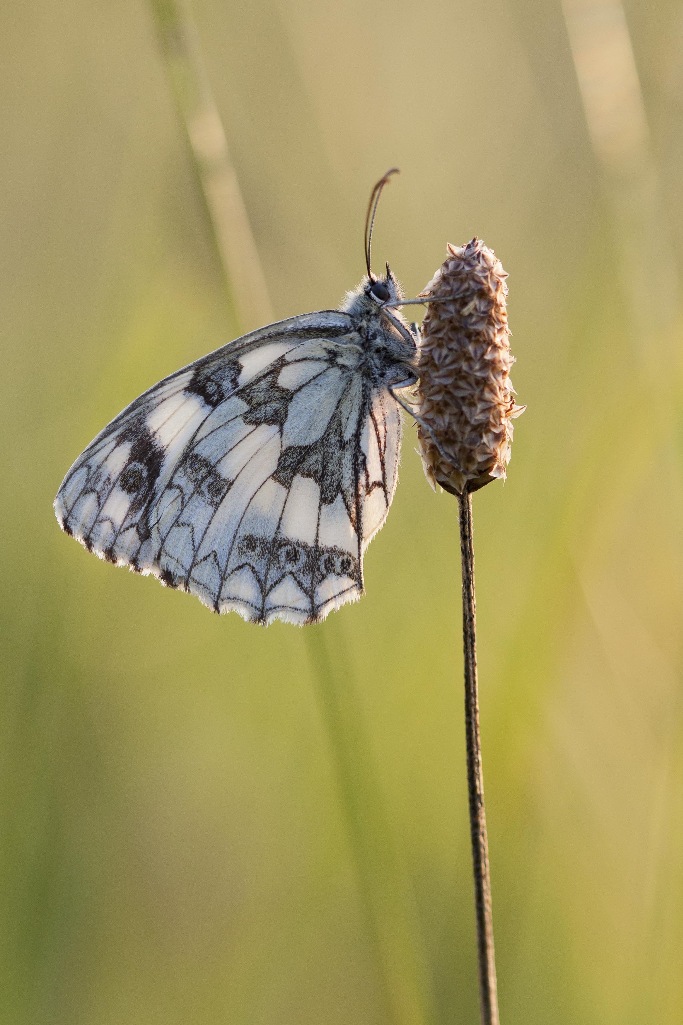 Dambordje  - Melanargia galathea