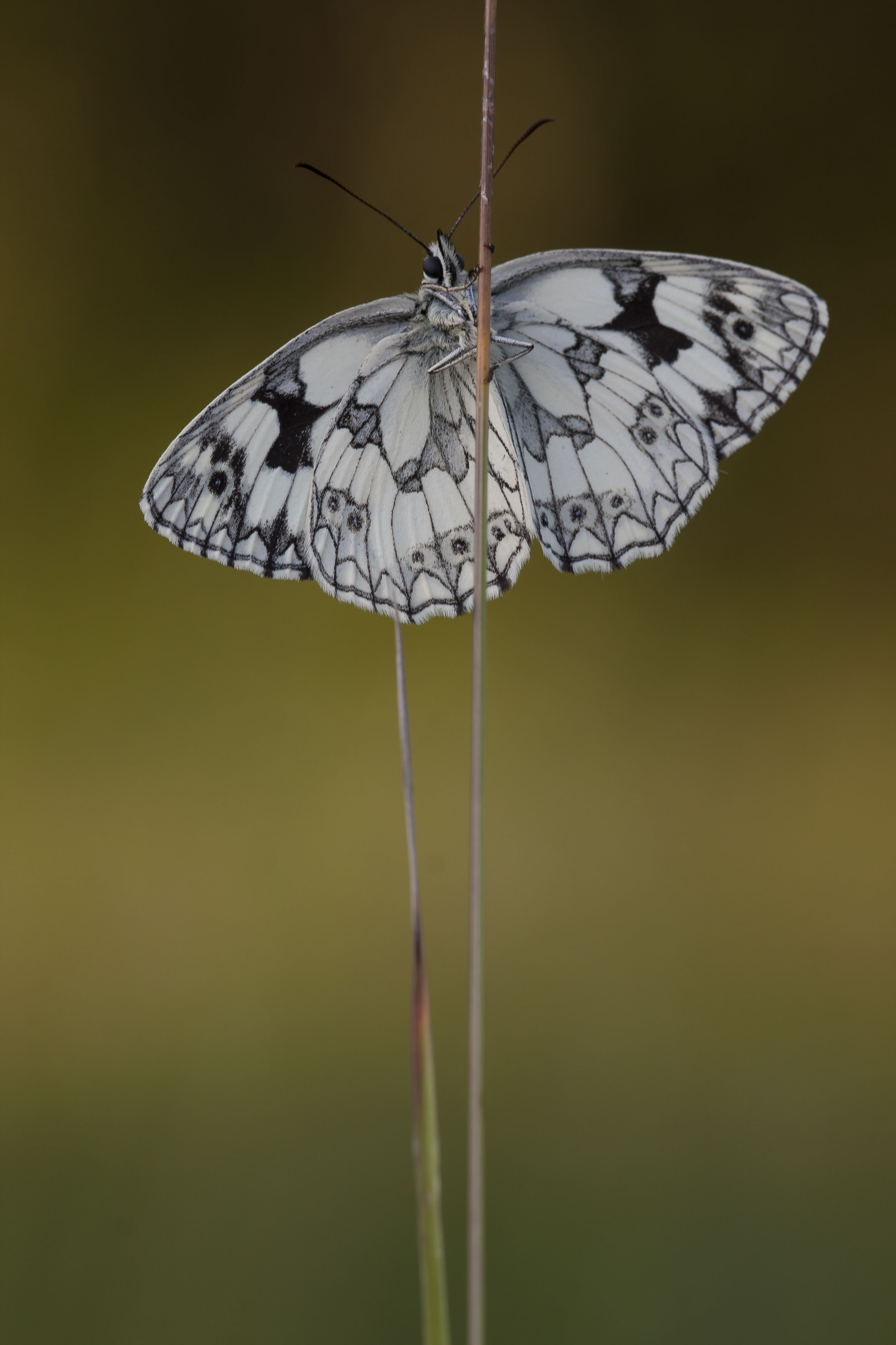 Dambordje  - Melanargia galathea