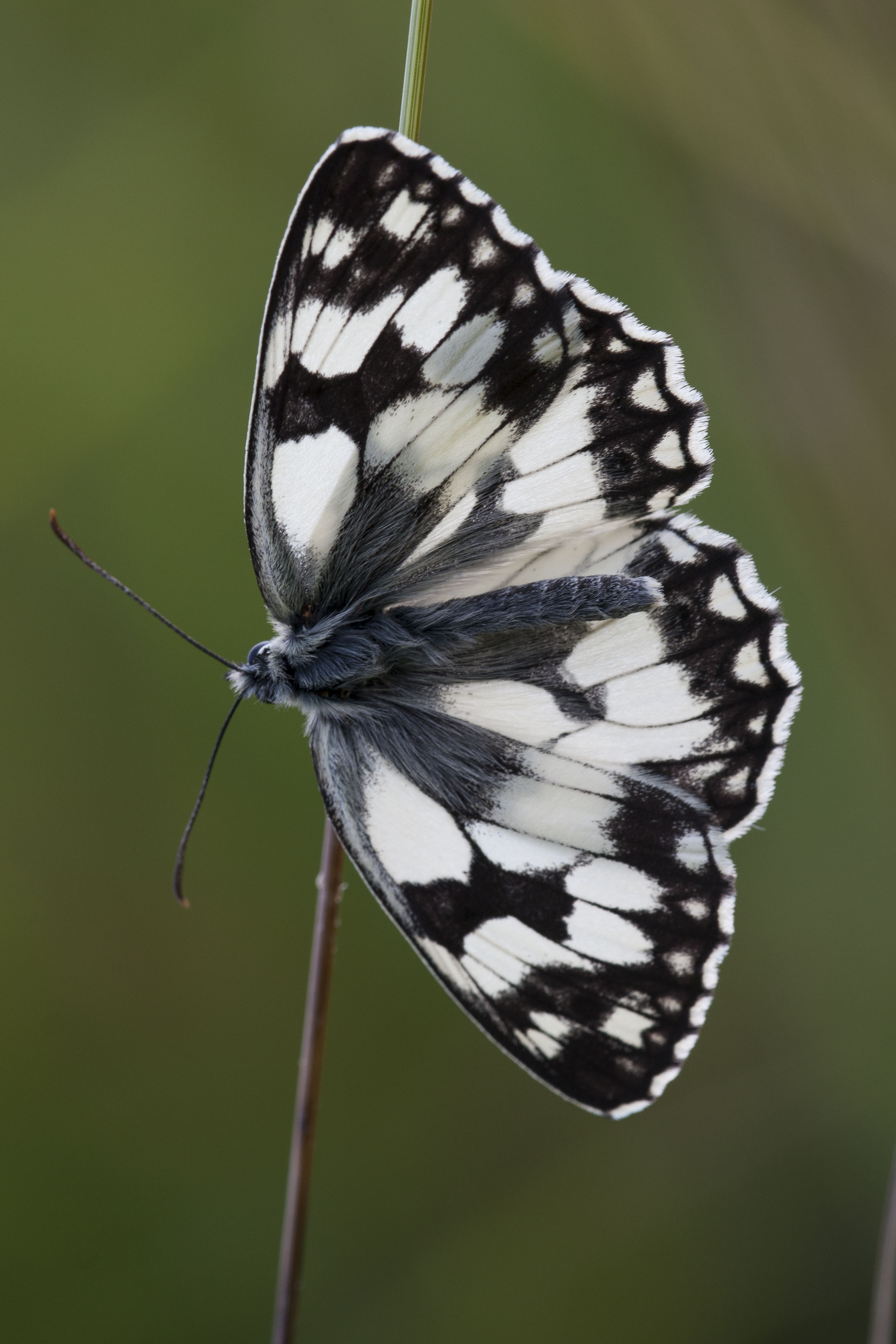 Dambordje  - Melanargia galathea