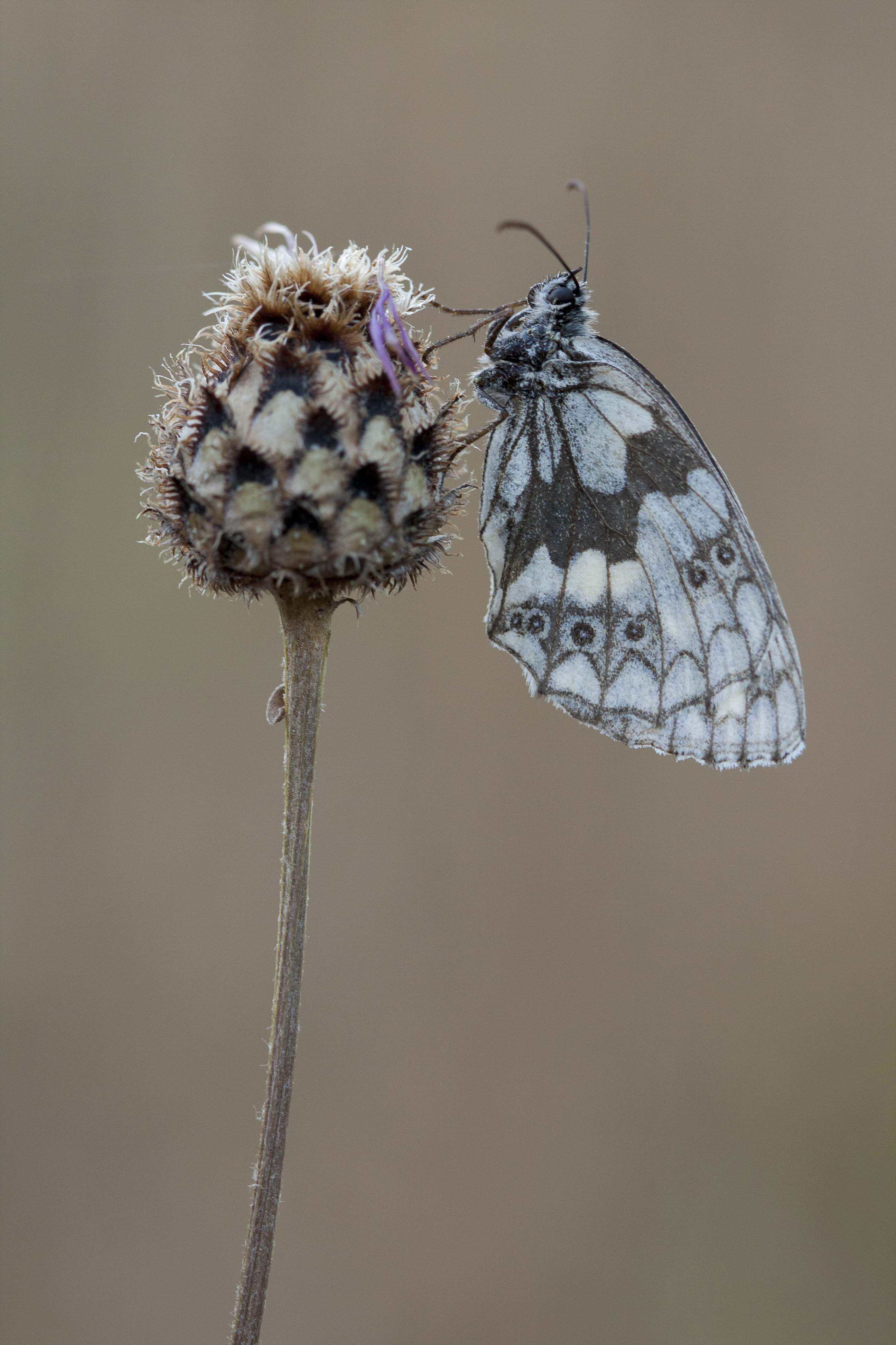 Dambordje  - Melanargia galathea