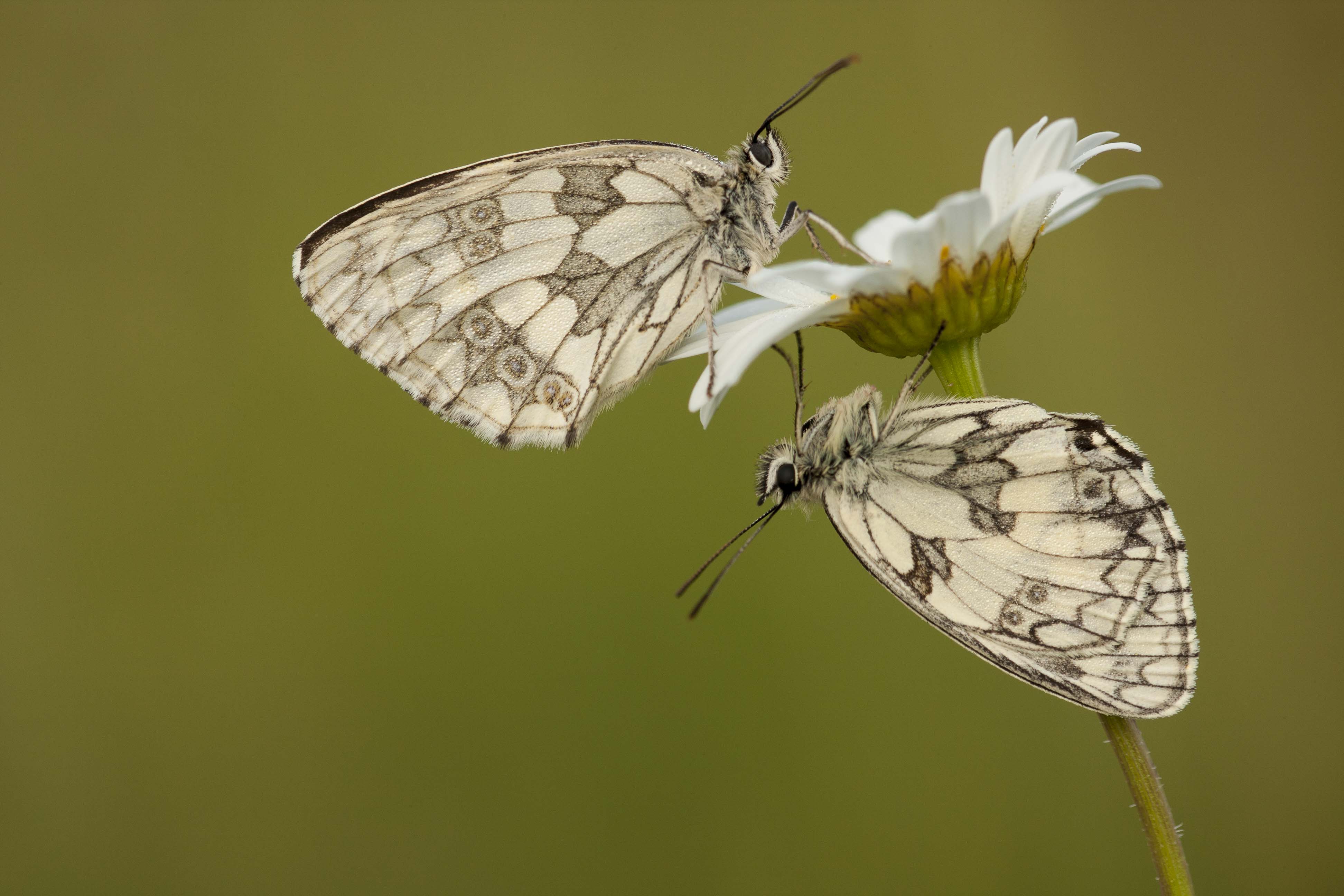 Dambordje  - Melanargia galathea