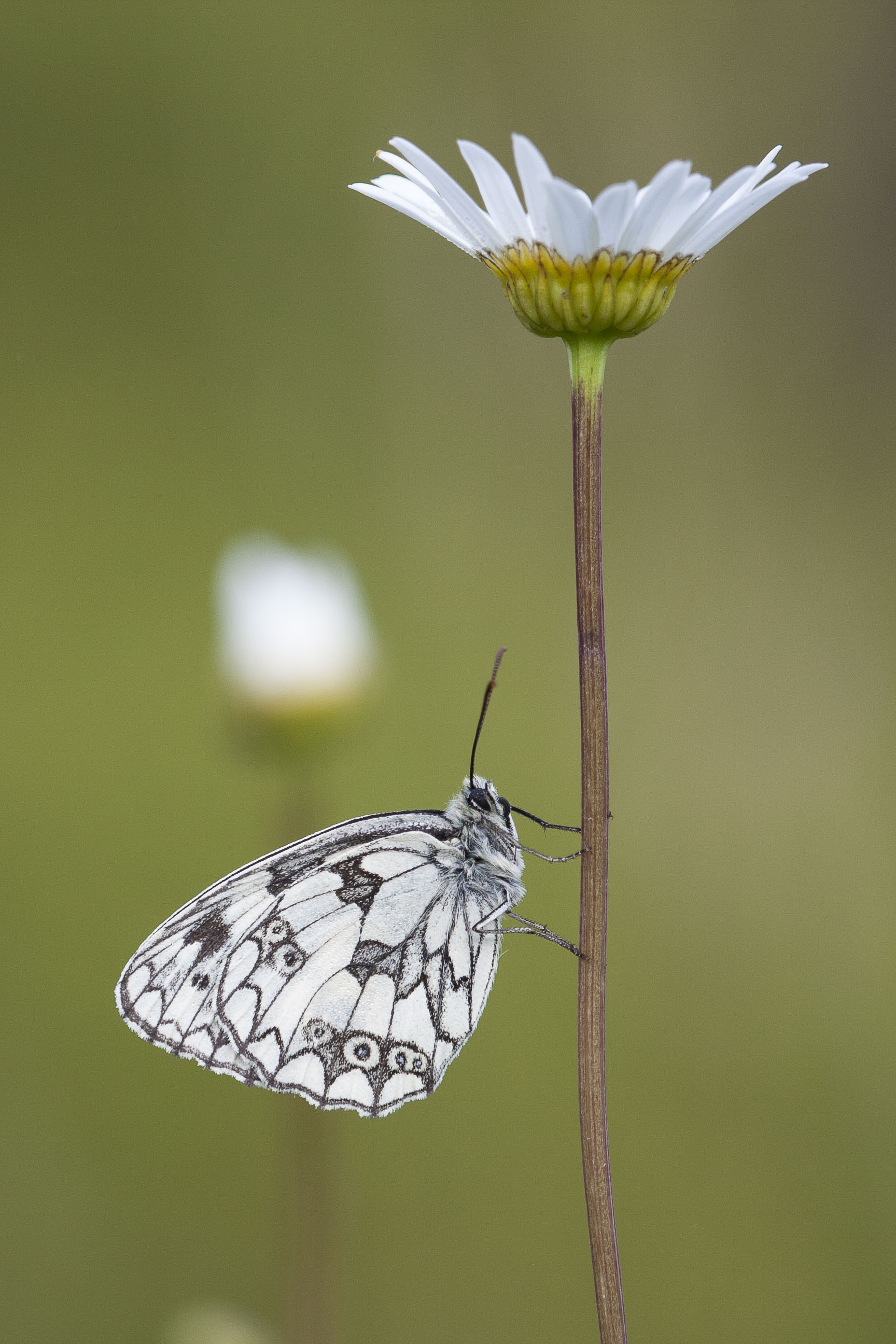 Dambordje  - Melanargia galathea