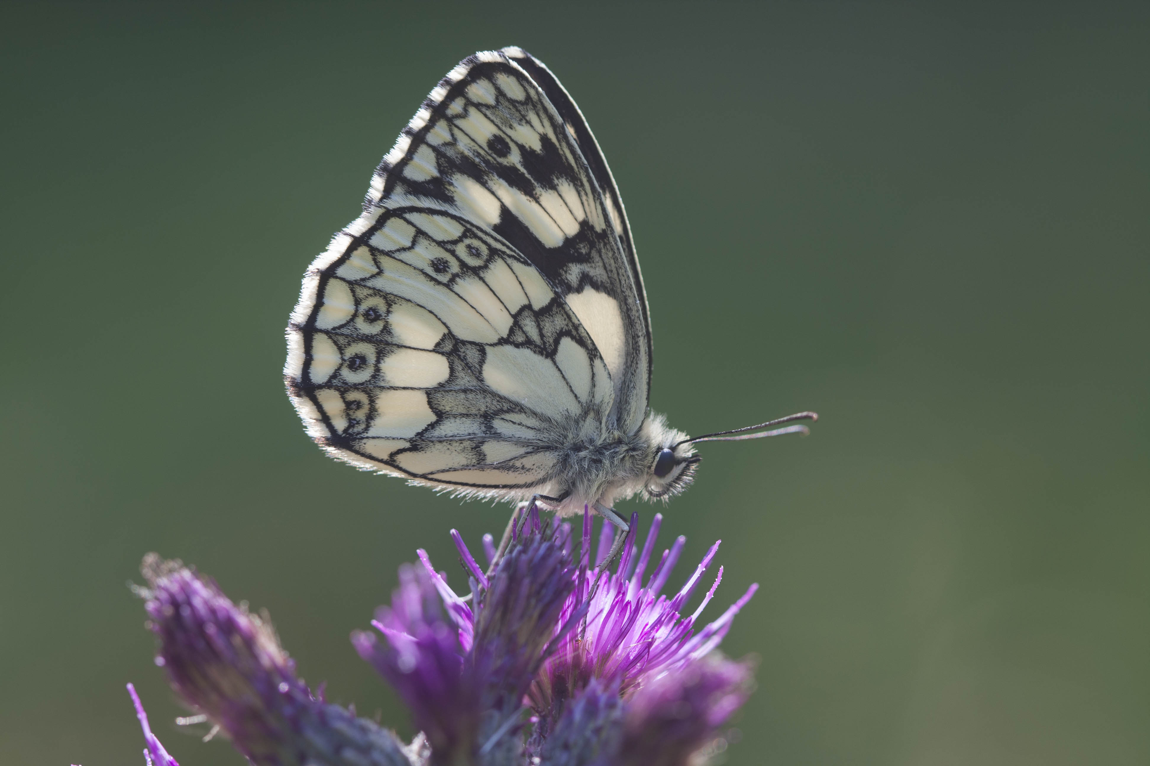 Marbled white  - Melanargia galathea