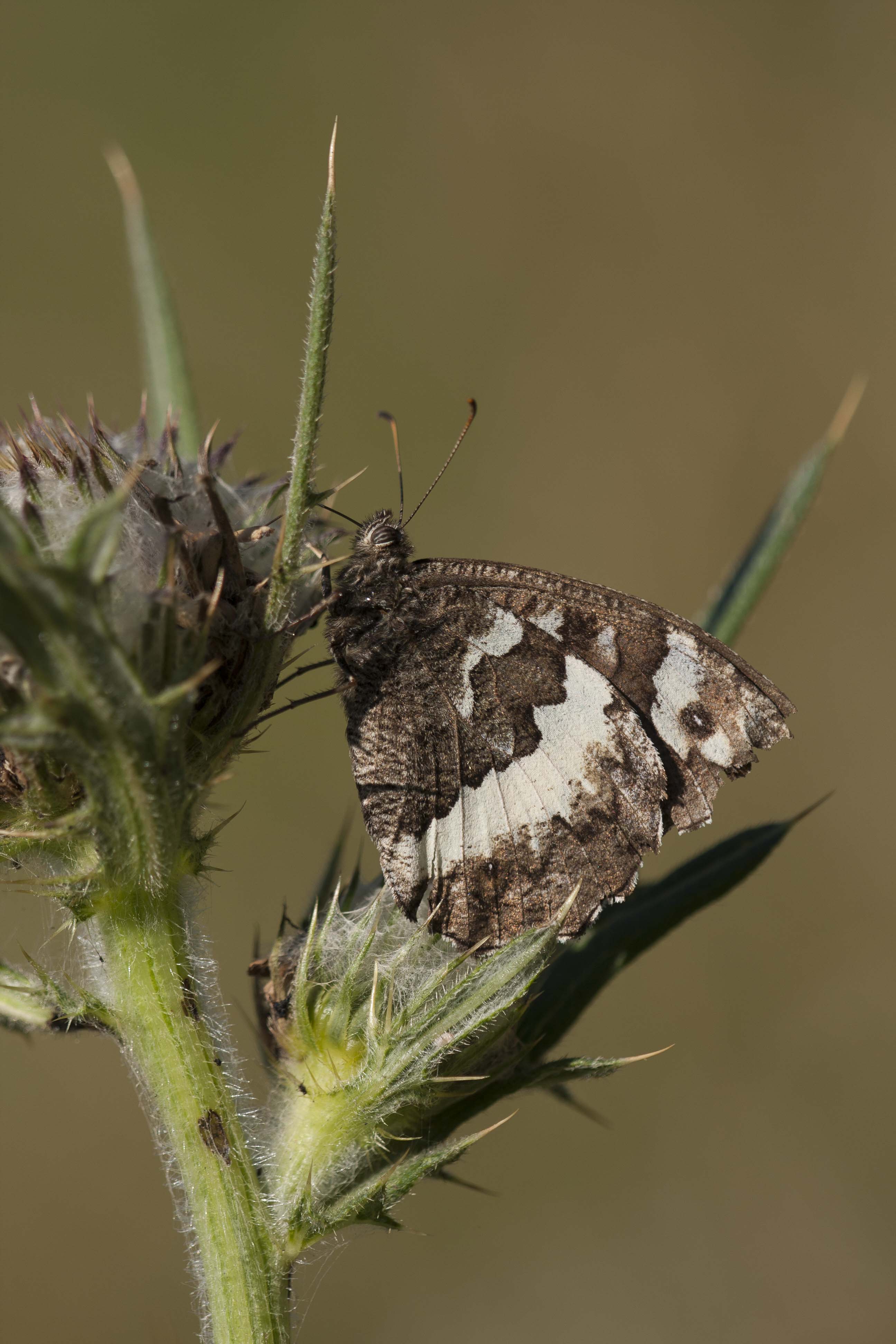 Great banded grayling  - Brintesia circe