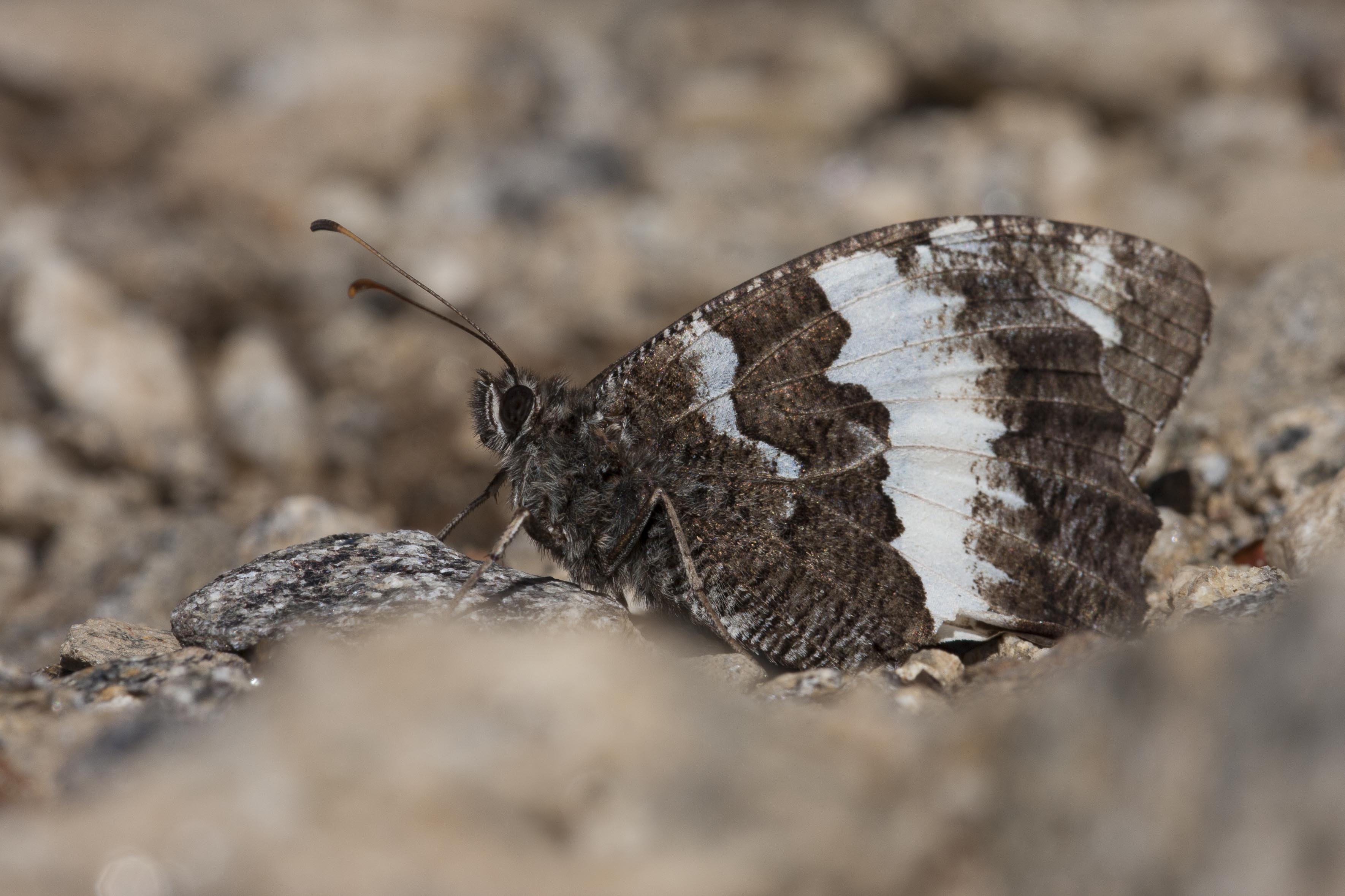 Great banded grayling  - Brintesia circe