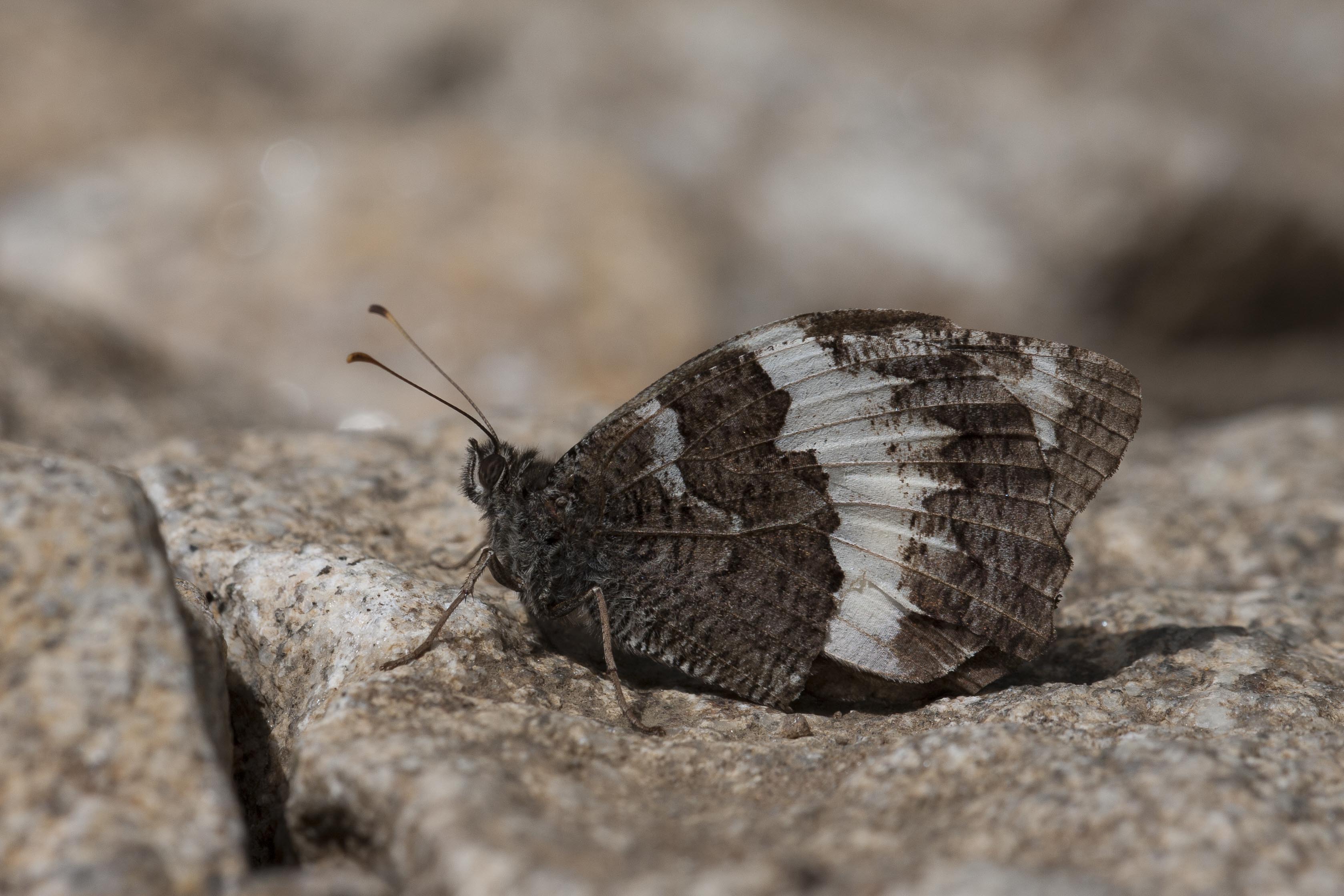 Great banded grayling  - Brintesia circe