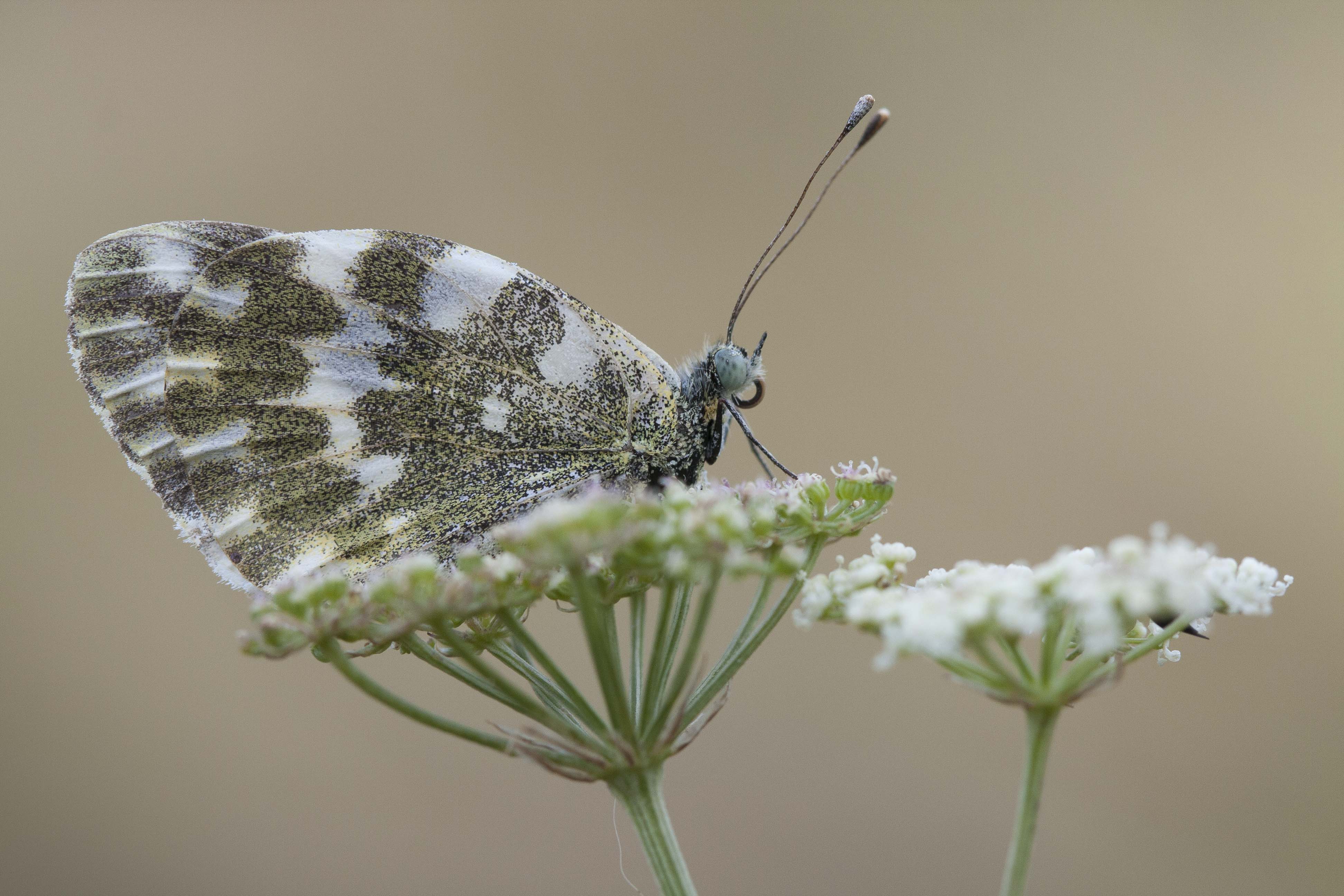 Resedawitje  - Pontia daplidice