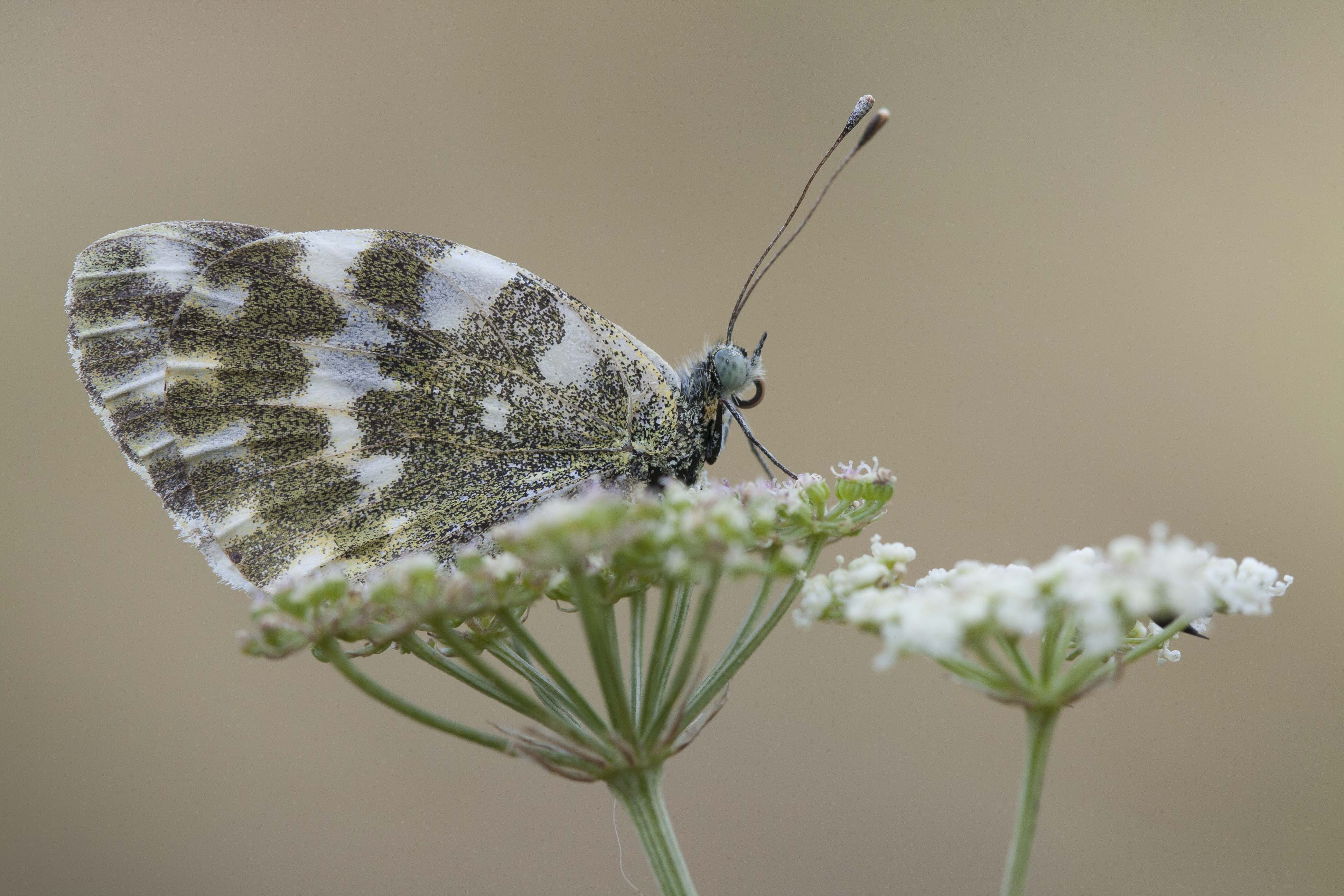 Bath white  - Pontia daplidice