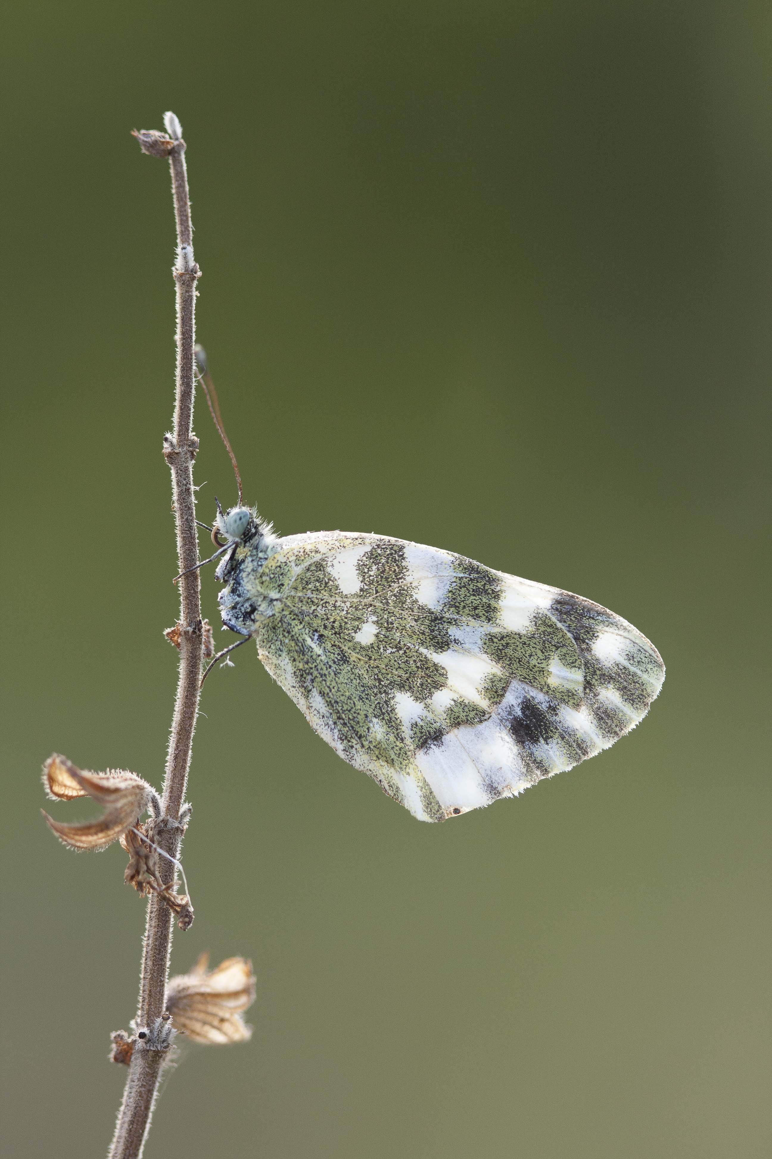 Bath white  - Pontia daplidice