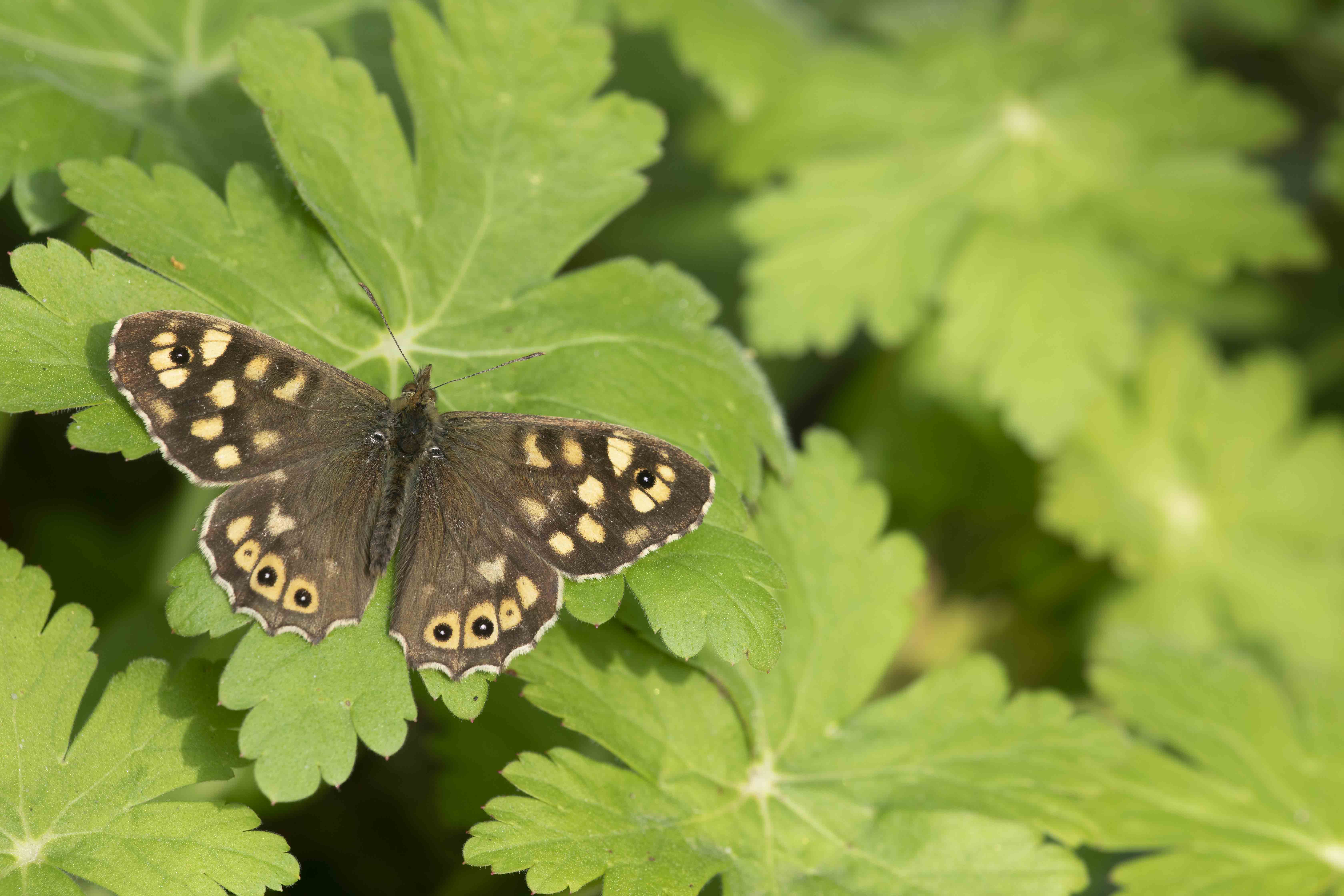 Speckled wood  - Pararge aegeria