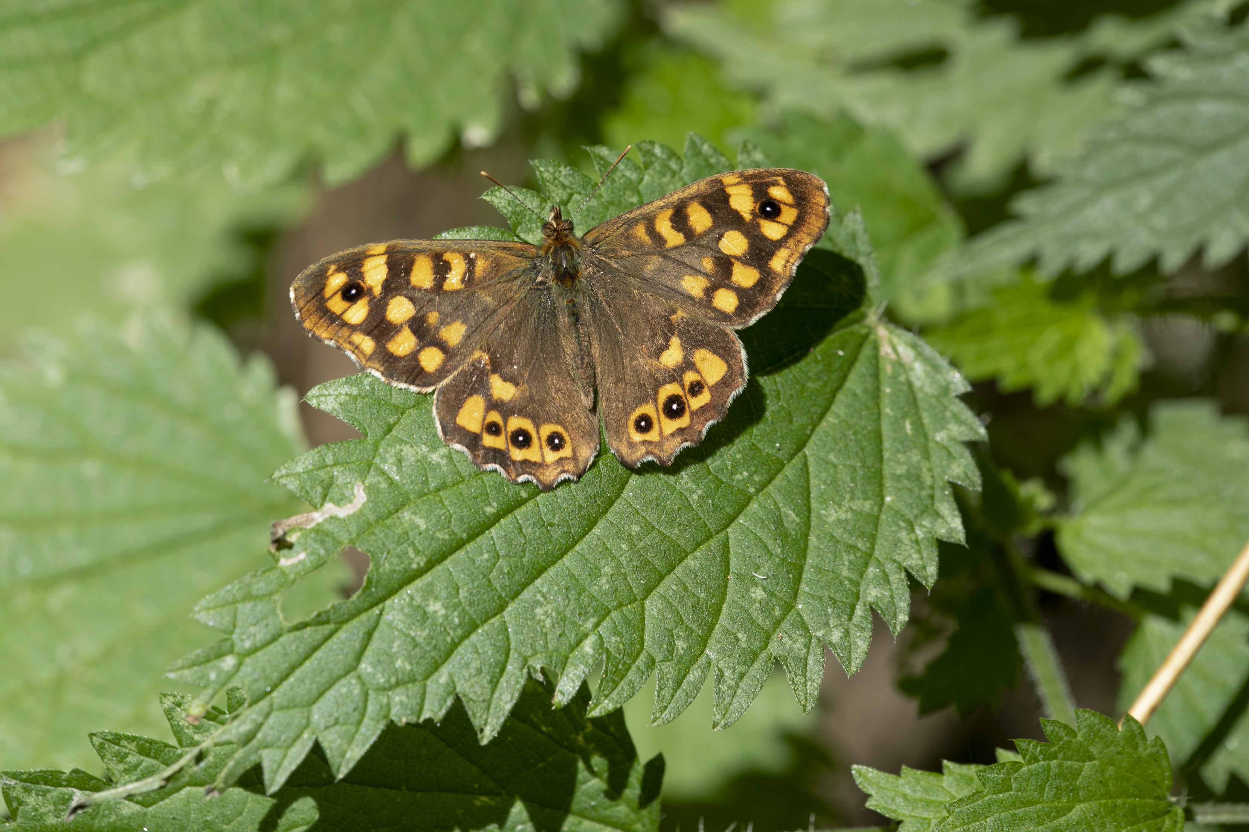 Speckled wood  - Pararge aegeria