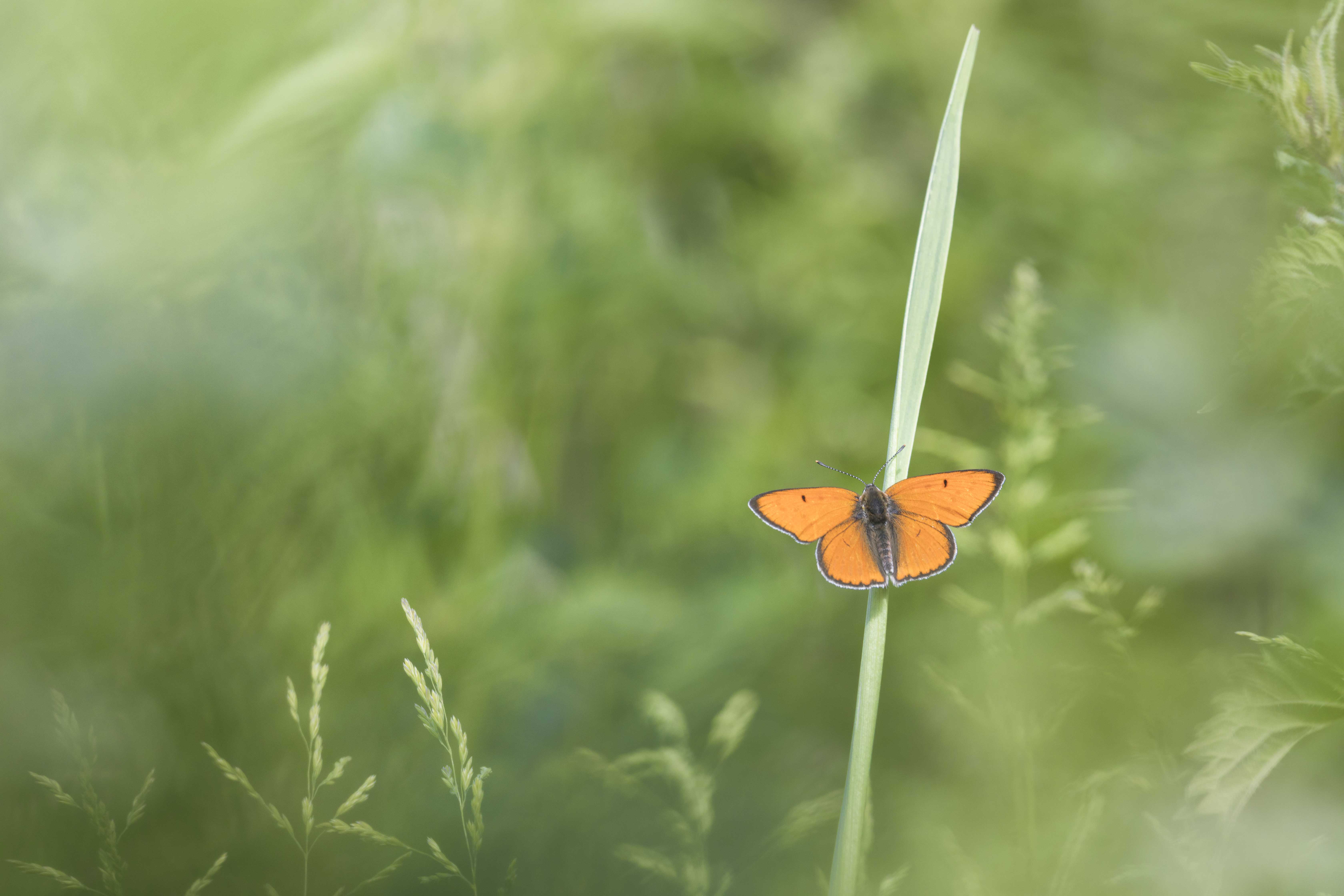 Large copper  - Lycaena dispar