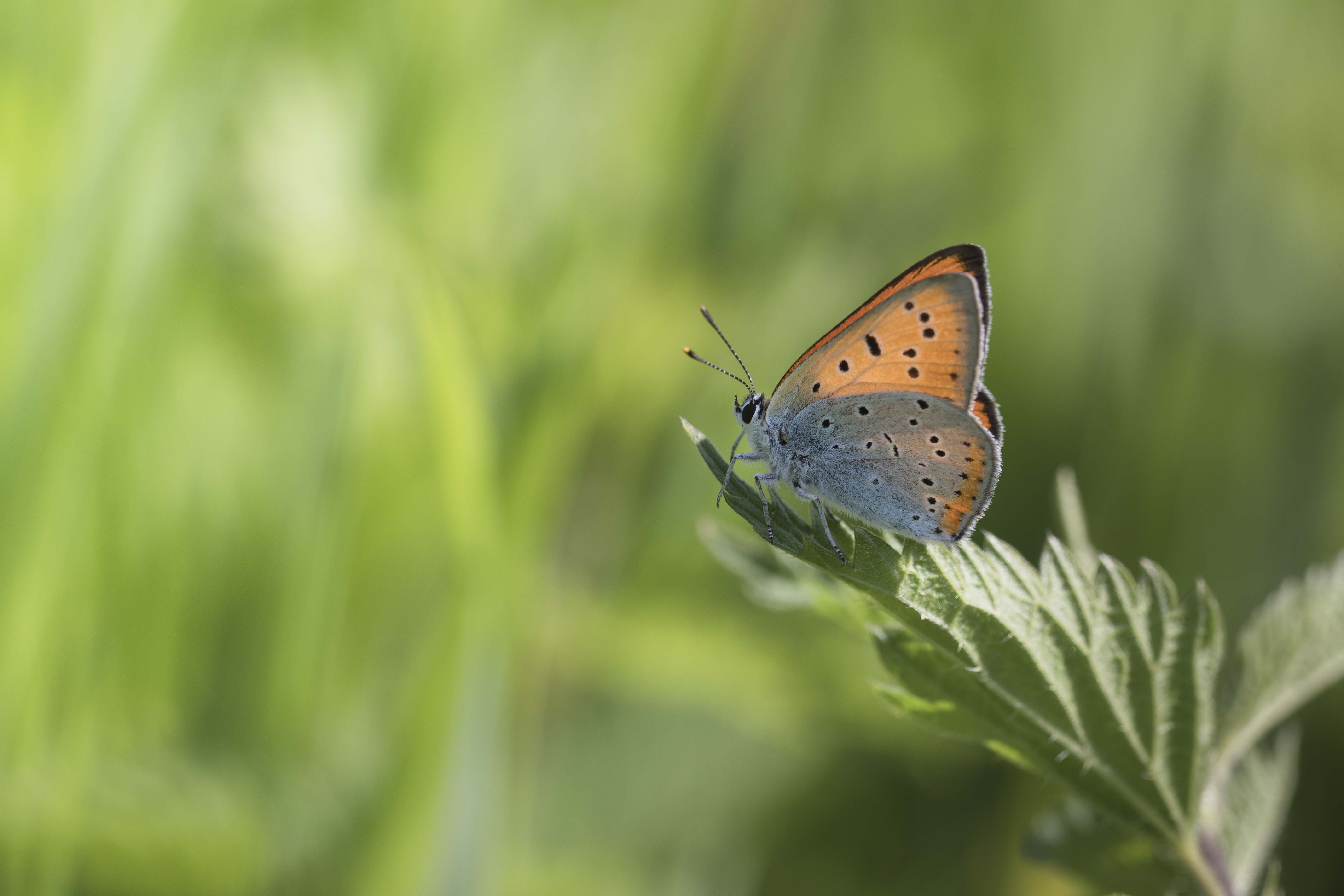 Large copper  - Lycaena dispar