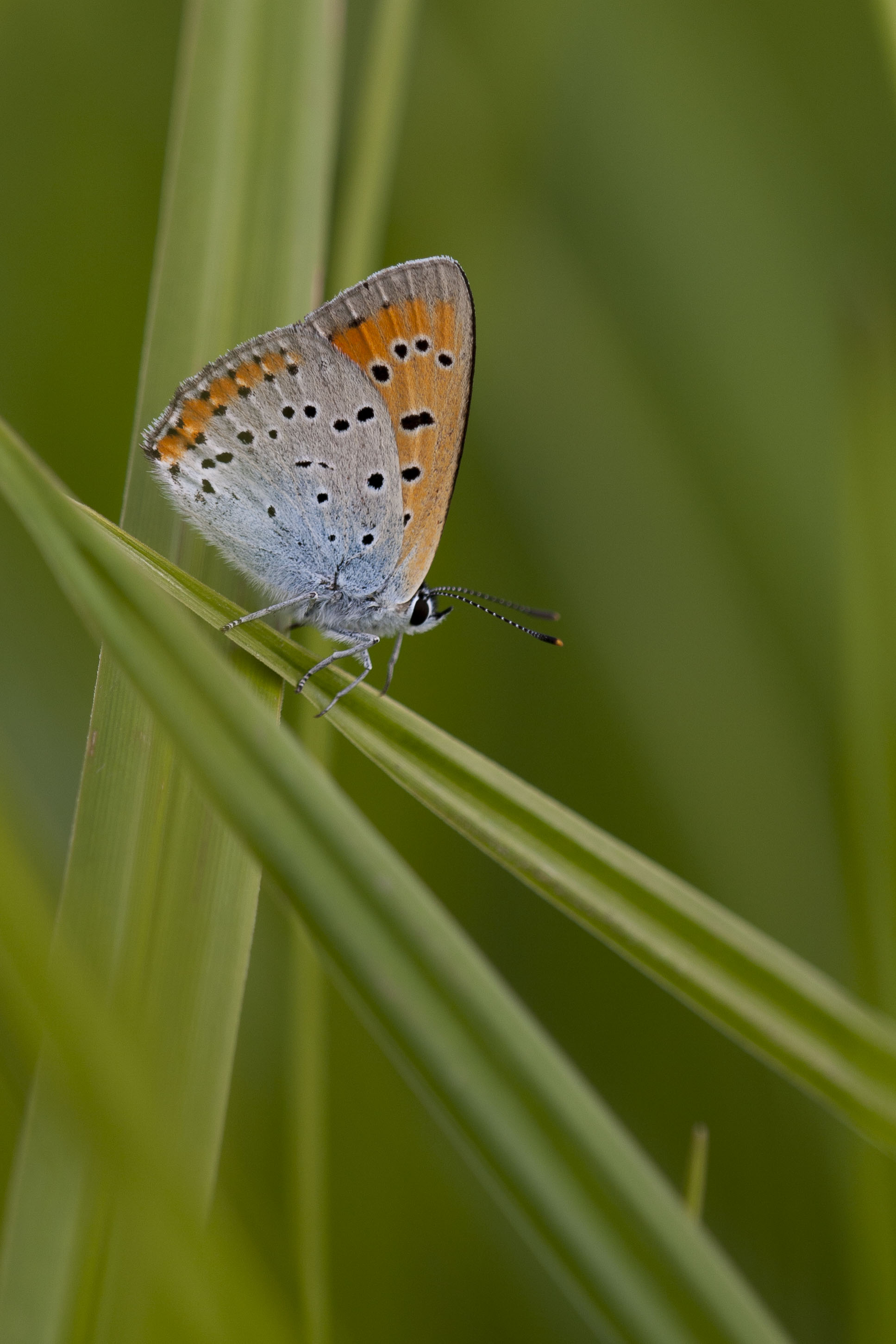 Large copper  - Lycaena dispar