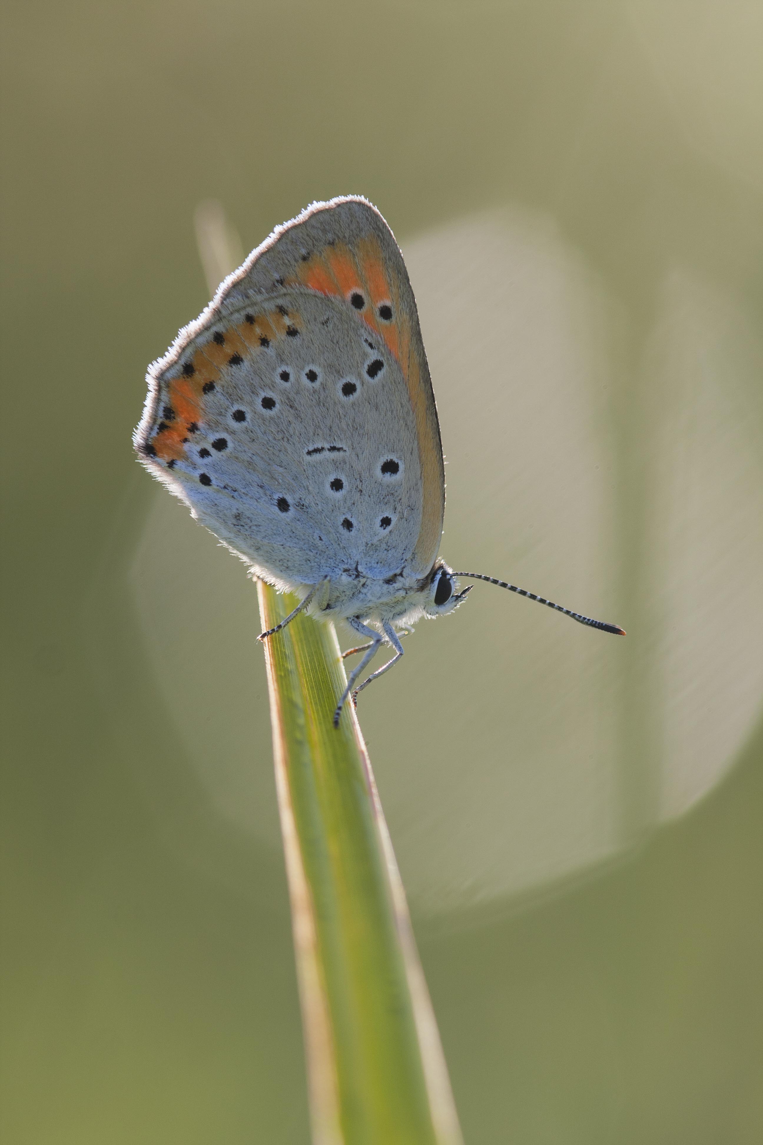 Large copper  - Lycaena dispar