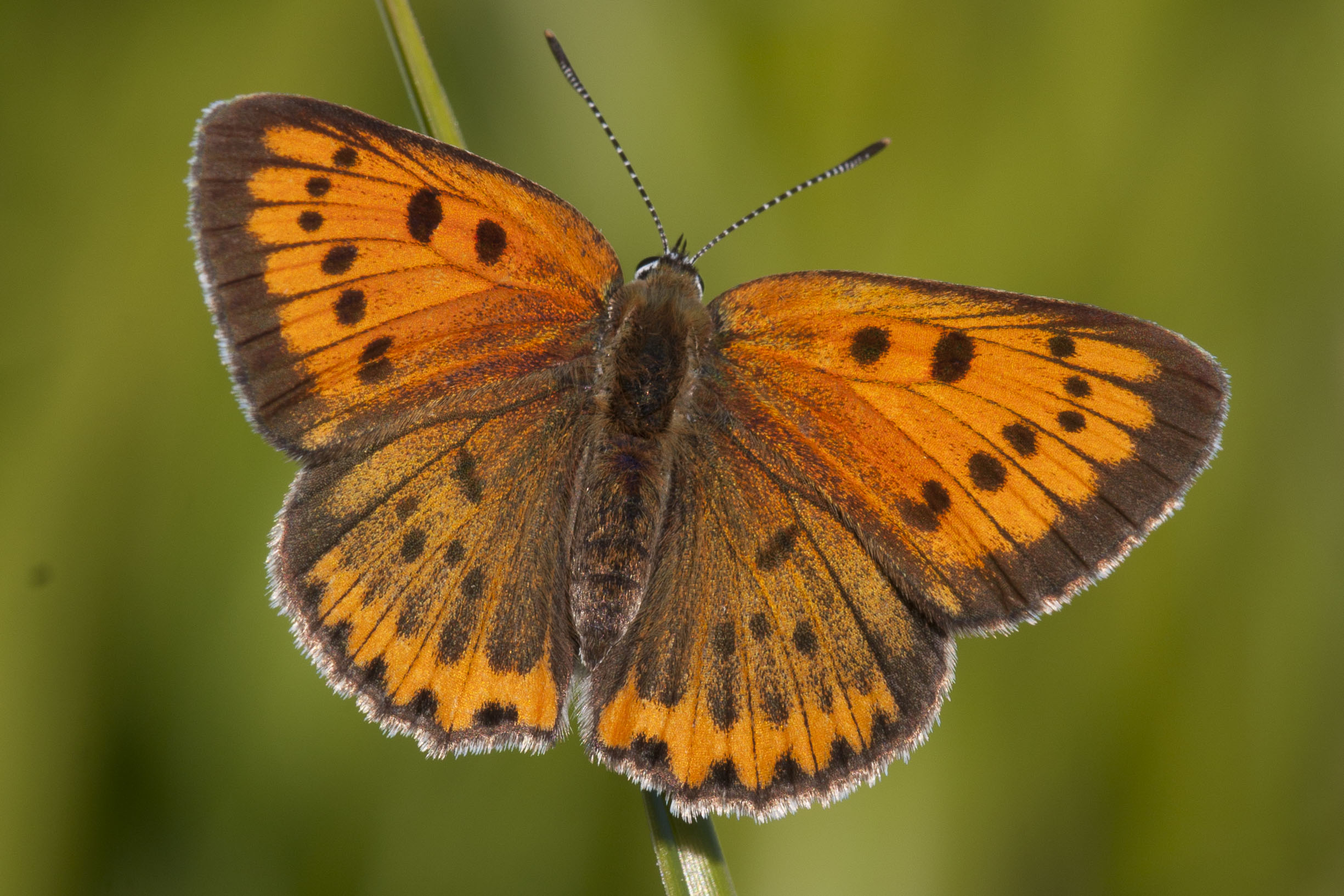 Large copper  - Lycaena dispar